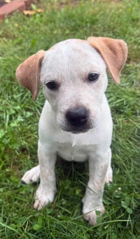 Enlarge Denali- Light Green, a Adoptable Catahoula Leopard Dog in Charlotte, MI image 2/4
