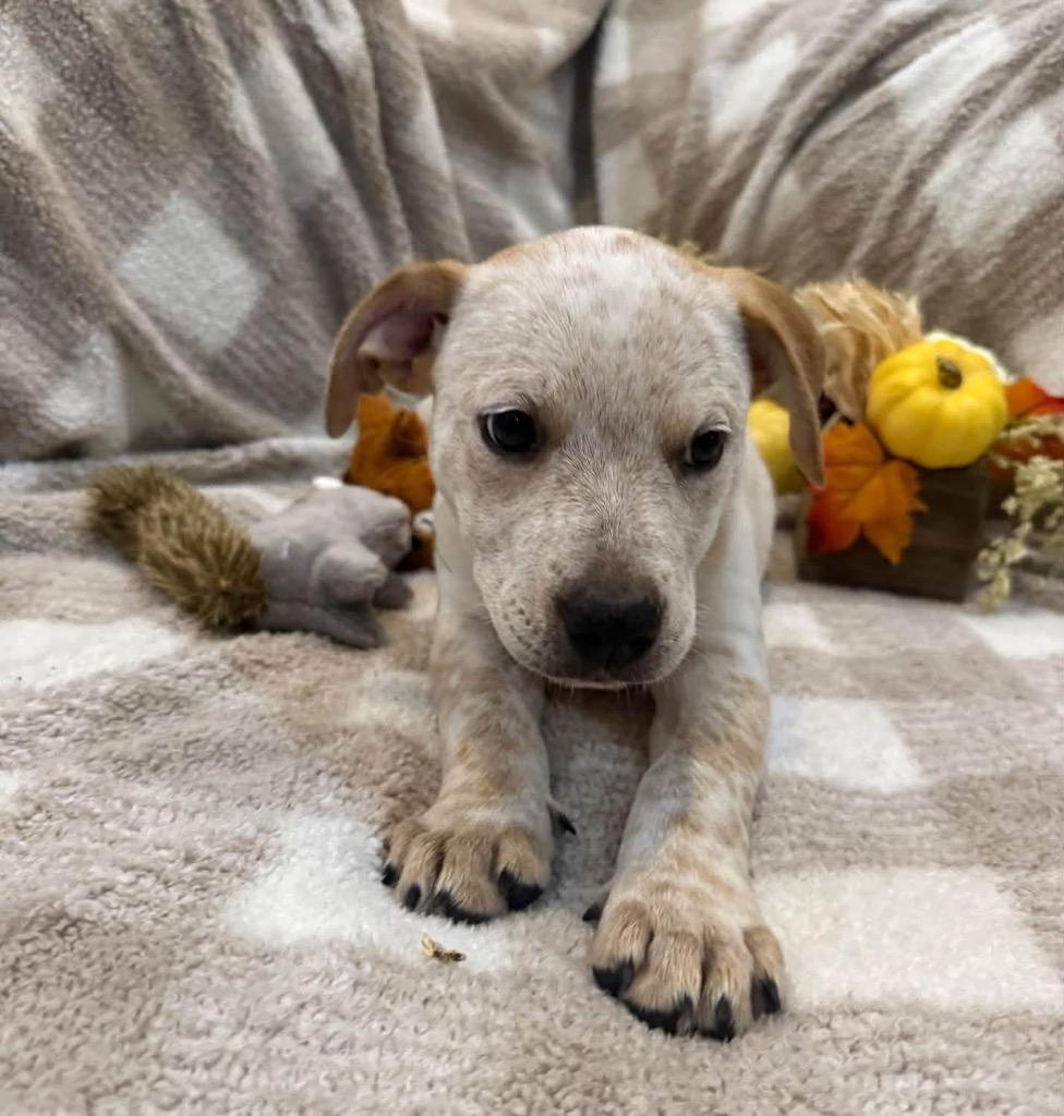 Enlarge Denali- Light Green, a Adoptable Catahoula Leopard Dog in Charlotte, MI image 3/4