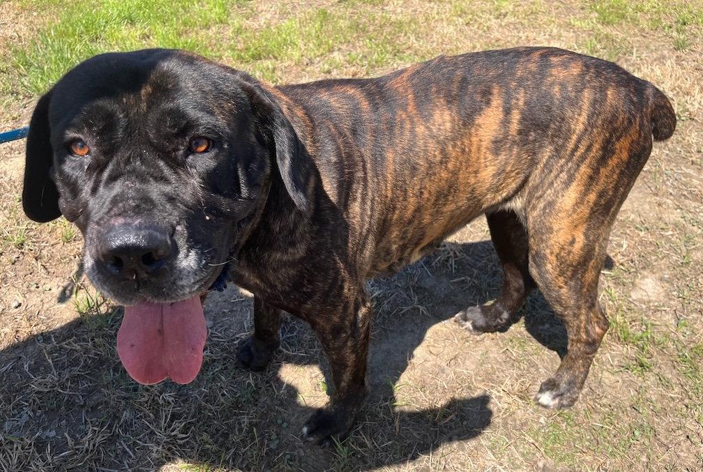 Enlarge Nonnie, a Adoptable Mastiff in Penngrove, CA image 1/3