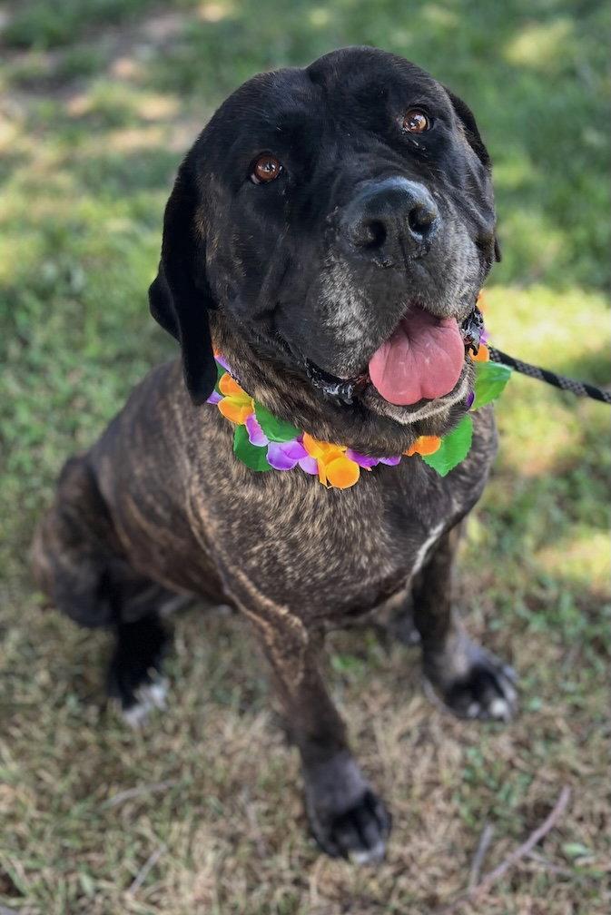Enlarge Nonnie, a Adoptable Mastiff in Penngrove, CA image 2/3