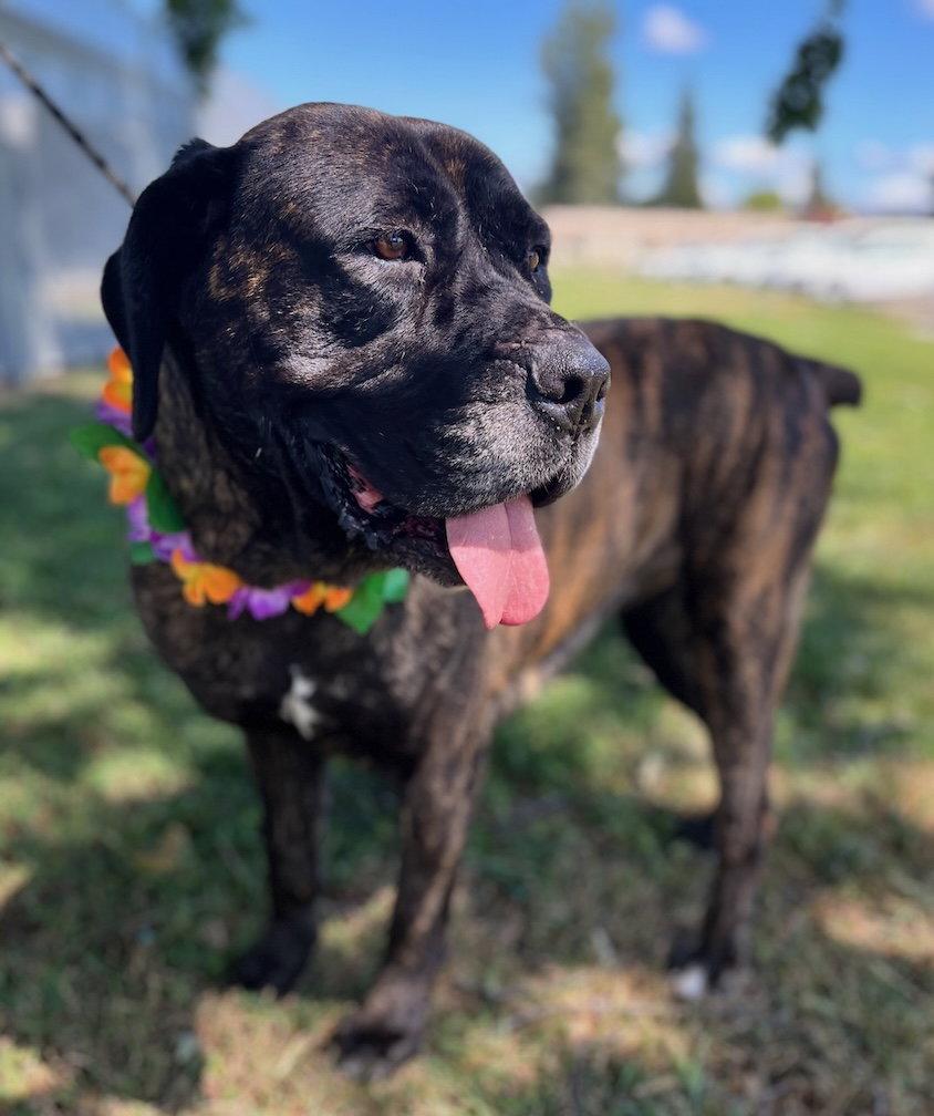 Enlarge Nonnie, a Adoptable Mastiff in Penngrove, CA image 3/3
