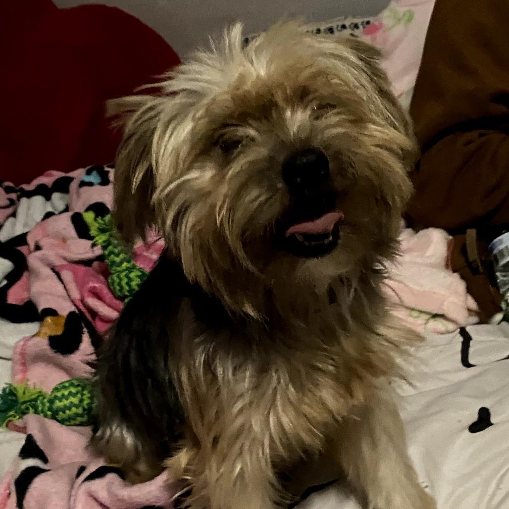 Shaggy C-34481, Adoptable, Adult Male Yorkshire Terrier.