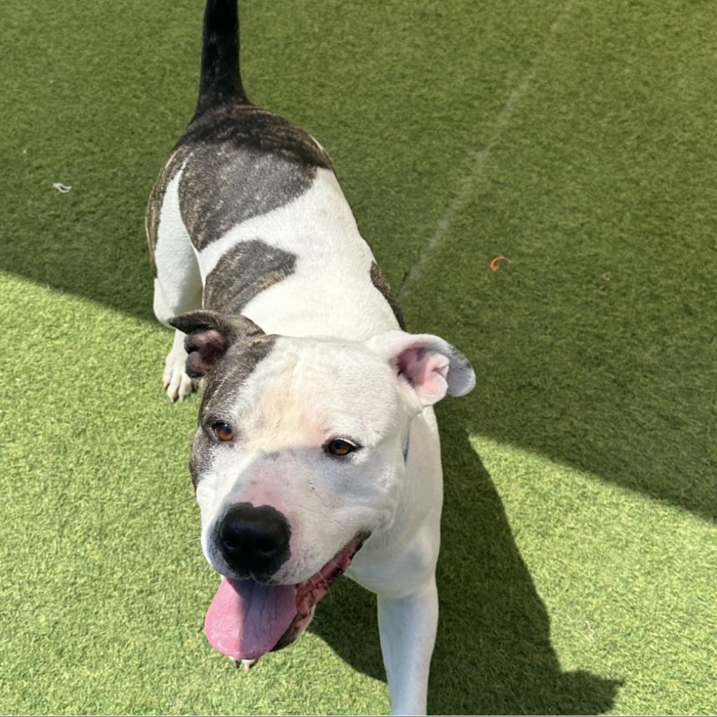 Enlarge Tonya, a Adoptable Mixed Breed in San Antonio, TX image 2/3