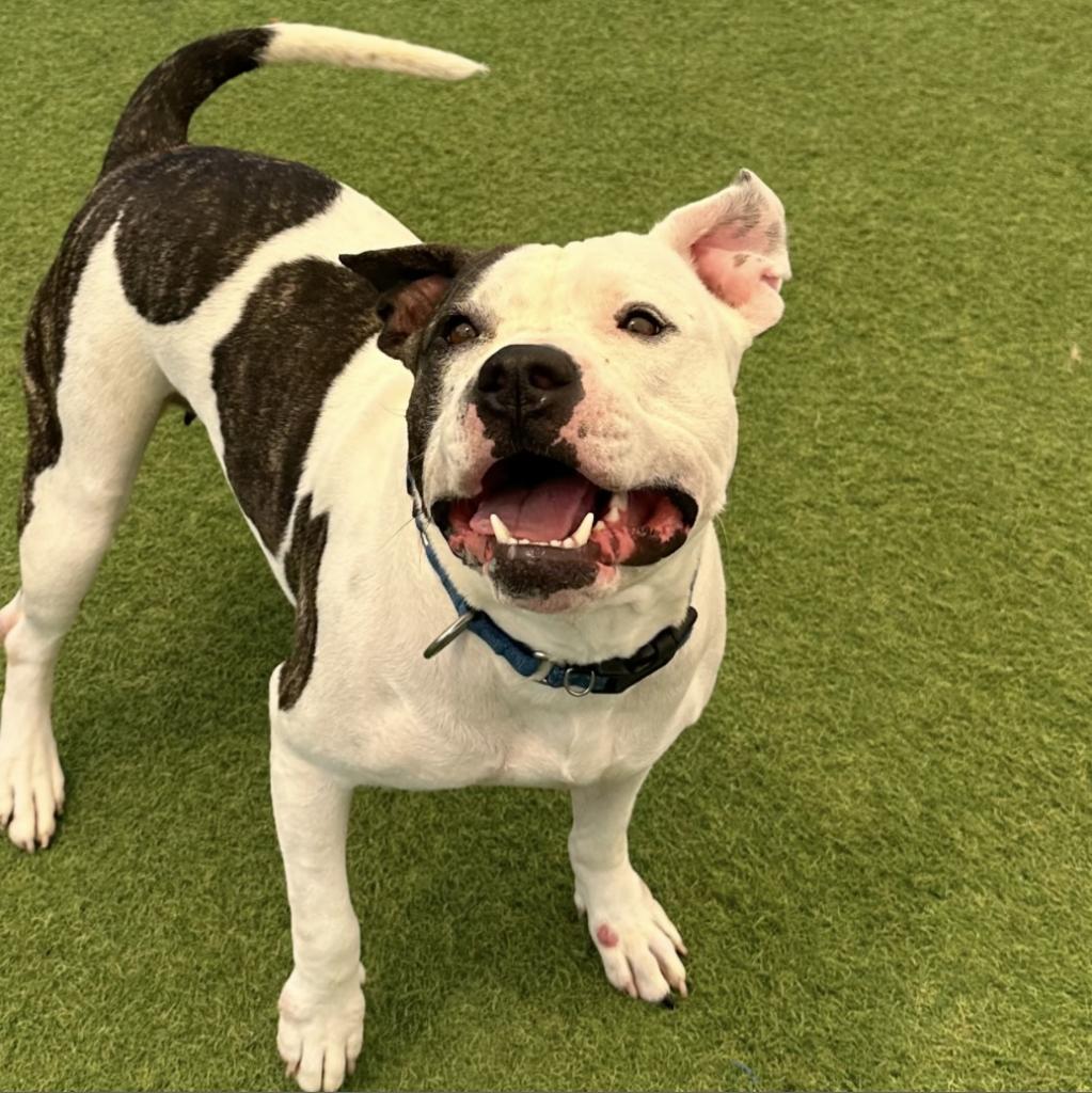 Enlarge Tonya, a Adoptable Mixed Breed in San Antonio, TX image 3/3