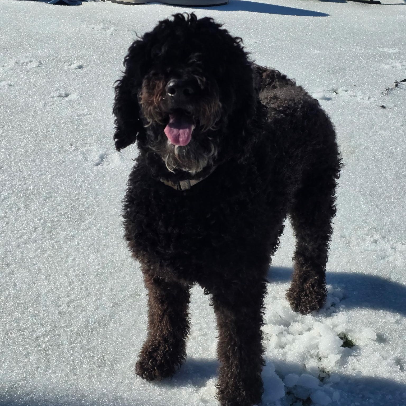 Enlarge Watson, a Adoptable mixed breed in Anderson, SC image 1/4