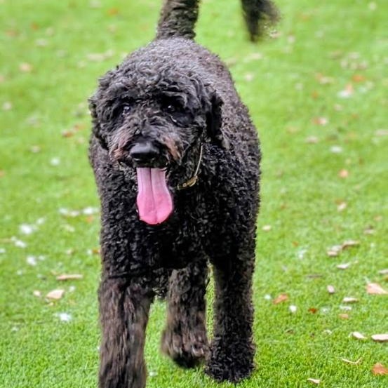 Watson, Adoptable, Adult Male Poodle.