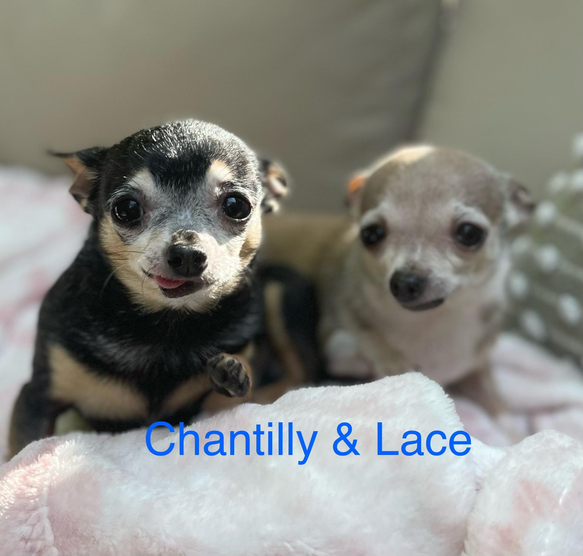 Dog for adoption Chantilly & Lace, a Chihuahua in Bradfordwoods, PA