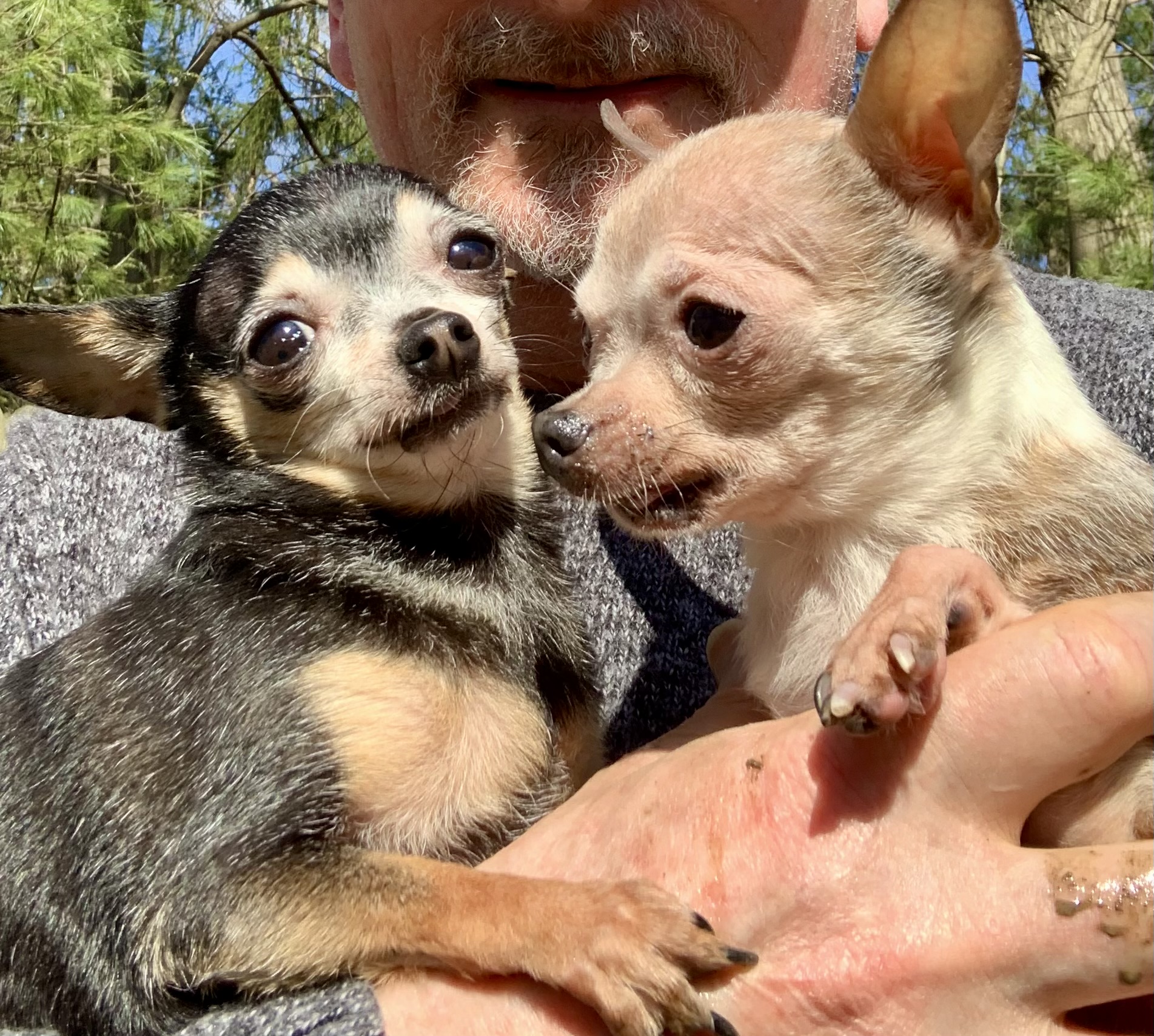 Dog for adoption Chantilly & Lace, a Chihuahua in Bradfordwoods, PA Petfinder