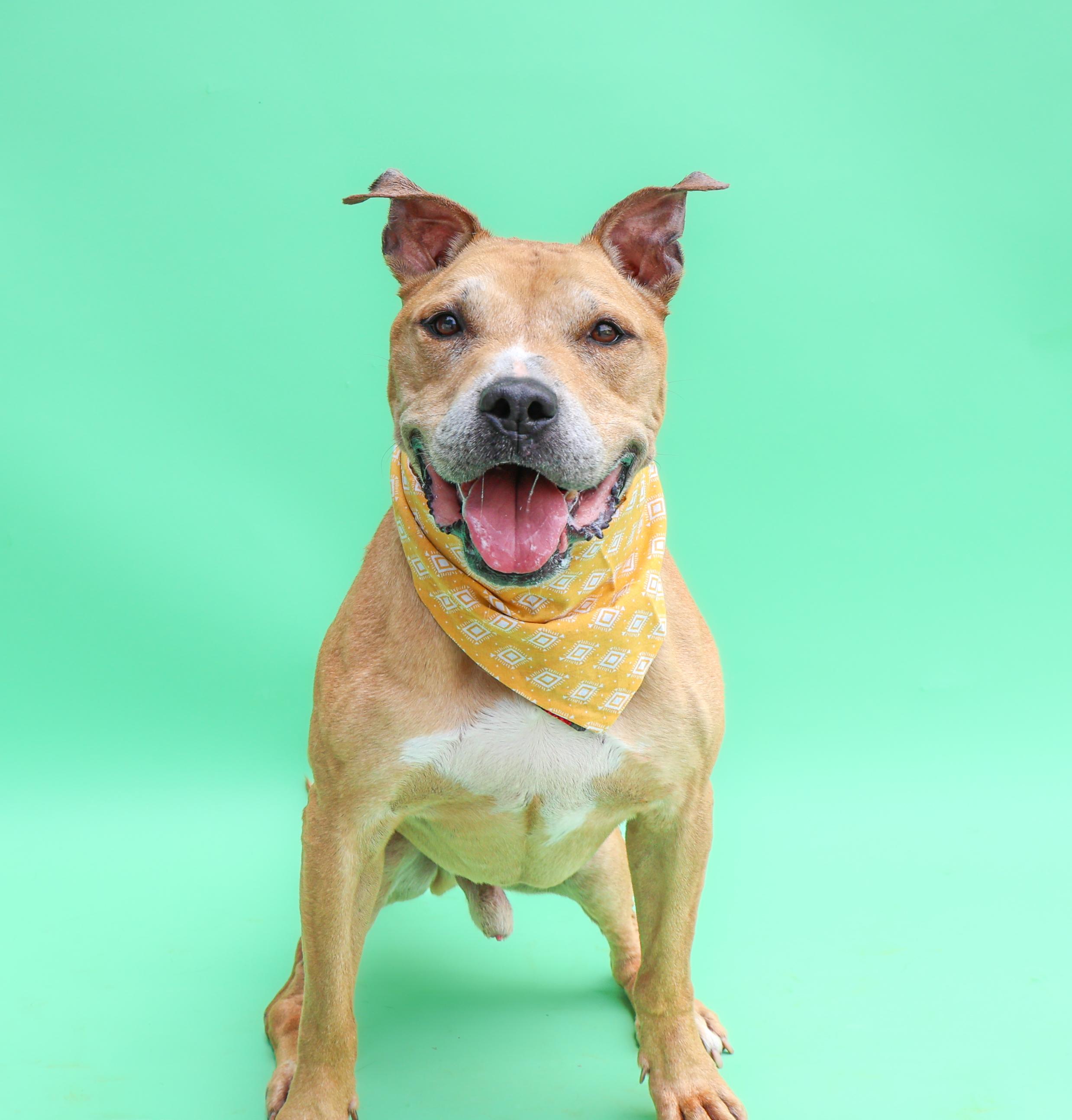 Lucky, Adoptable, Senior Male Pit Bull Terrier.