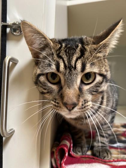 LV, Adoptable, Young Male Domestic Short Hair.