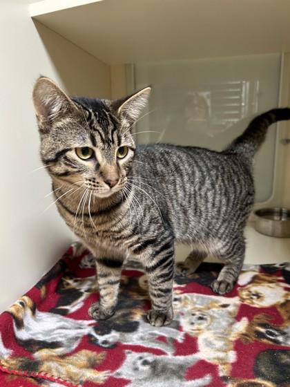 Enlarge LV, a Adoptable Domestic Short Hair in Hamilton, MT image 2/3