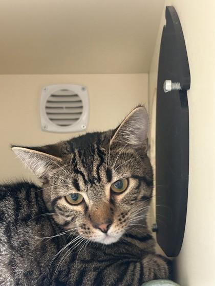 Enlarge LV, a Adoptable Domestic Short Hair in Hamilton, MT image 3/3