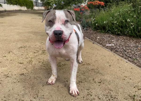 Enlarge D-Boy, a Adoptable mixed breed in San Gabriel, CA image 1/6