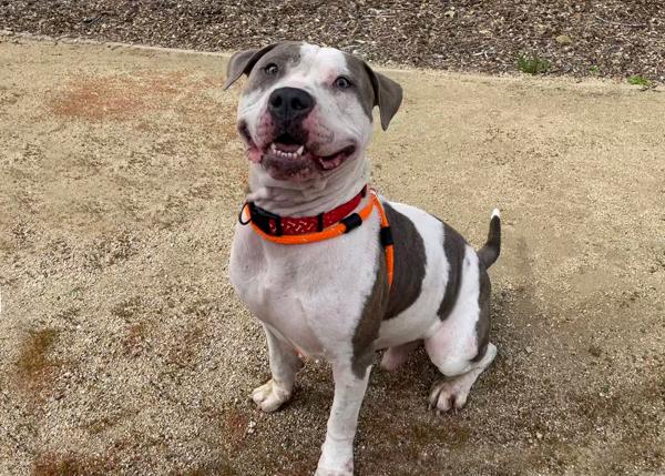 Enlarge D-Boy, a Adoptable mixed breed in San Gabriel, CA image 1/6