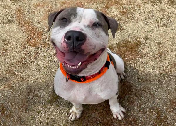 Enlarge D-Boy, a Adoptable mixed breed in San Gabriel, CA image 2/6