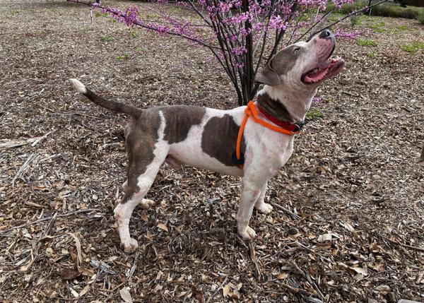Enlarge D-Boy, a Adoptable mixed breed in San Gabriel, CA image 2/6
