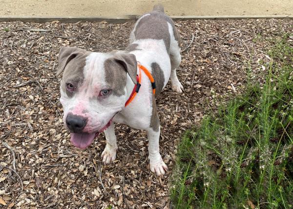 Enlarge D-Boy, a Adoptable mixed breed in San Gabriel, CA image 3/6