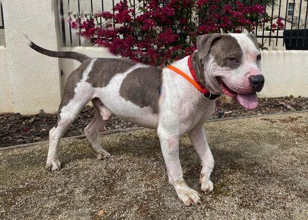 Enlarge D-Boy, a Adoptable mixed breed in San Gabriel, CA image 6/6