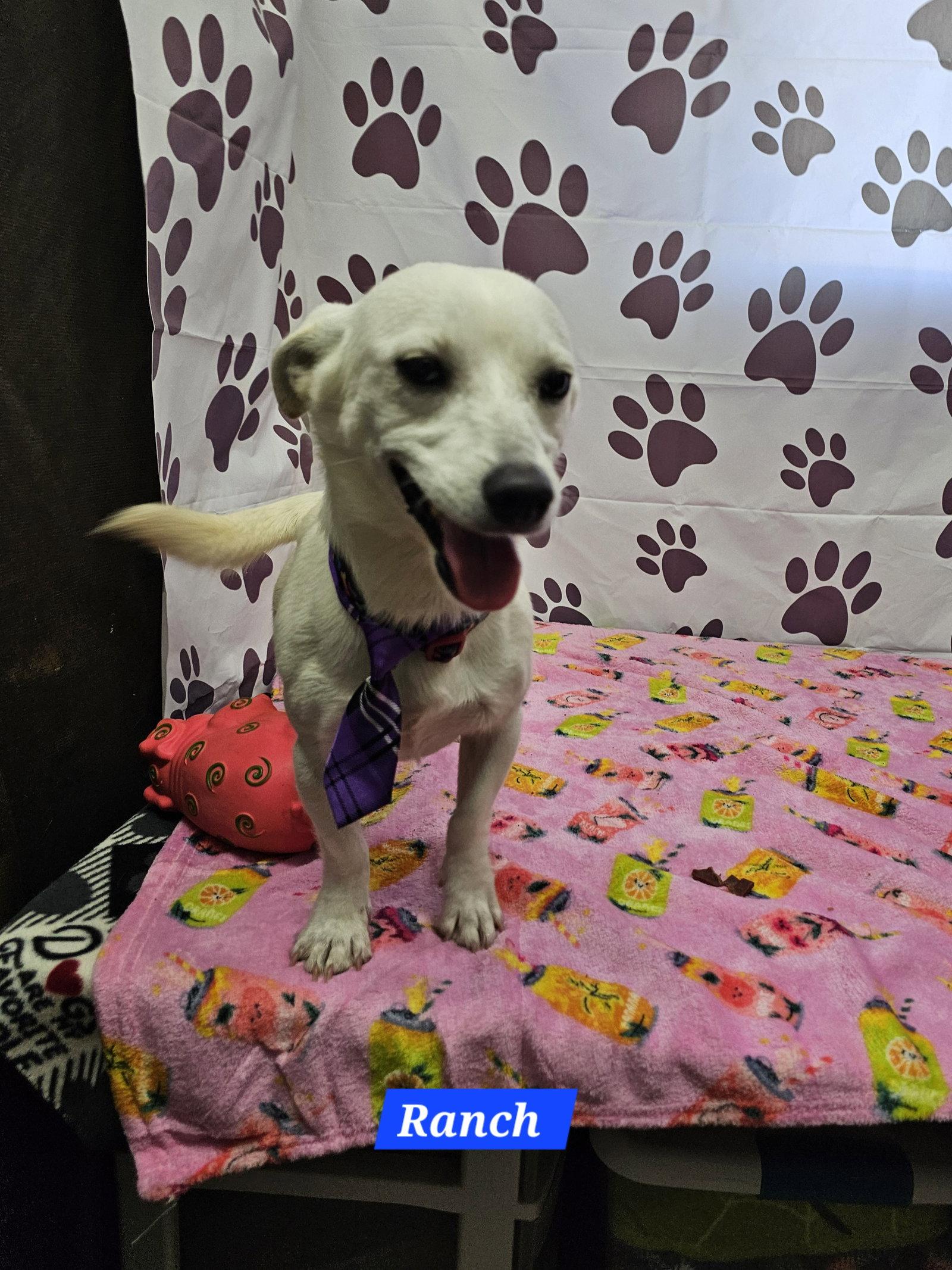 Enlarge Ranch, a Adoptable Dachshund in Metairie, LA image 2/2
