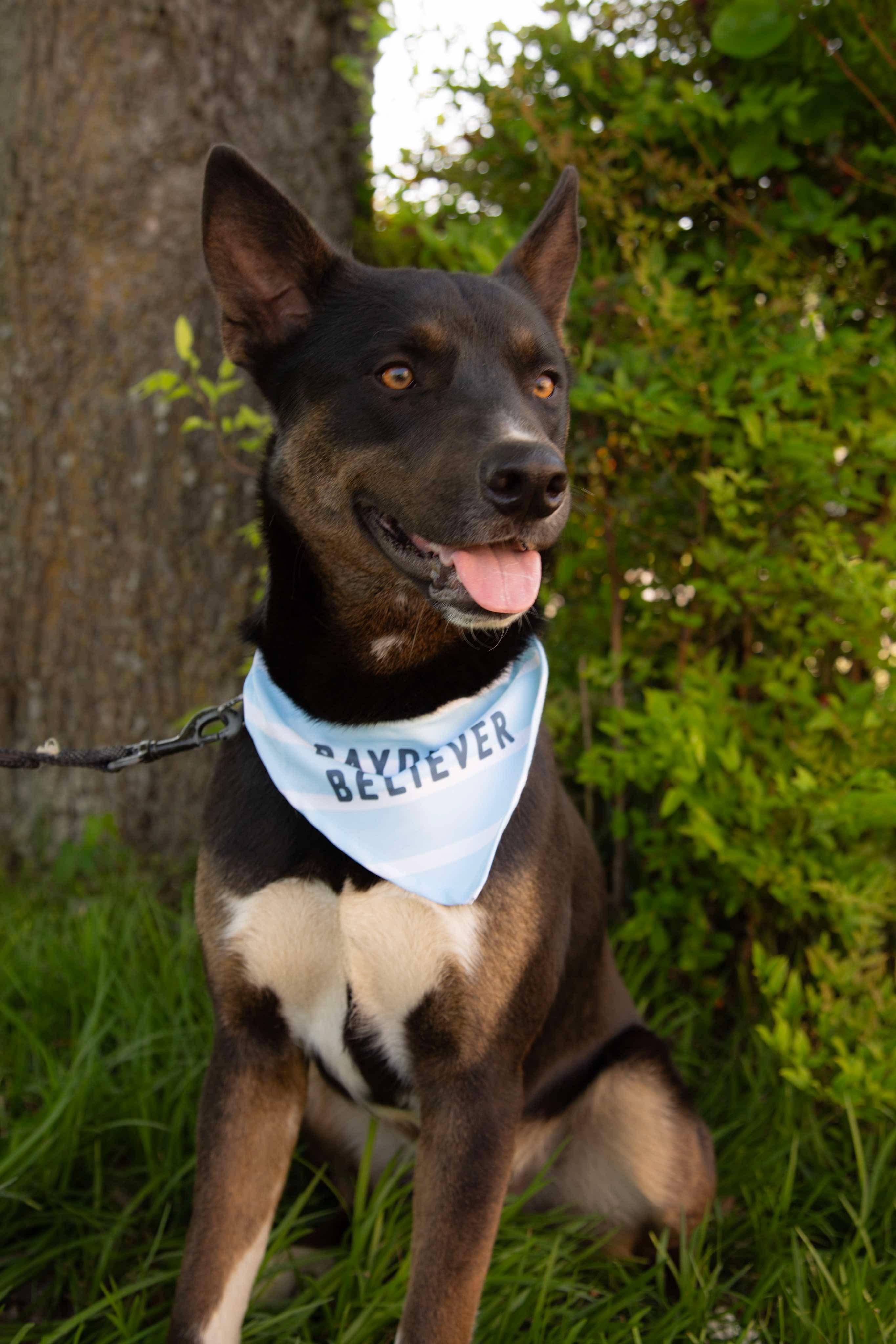 Jack, a Adoptable mixed breed in Toledo, OH image 1/3