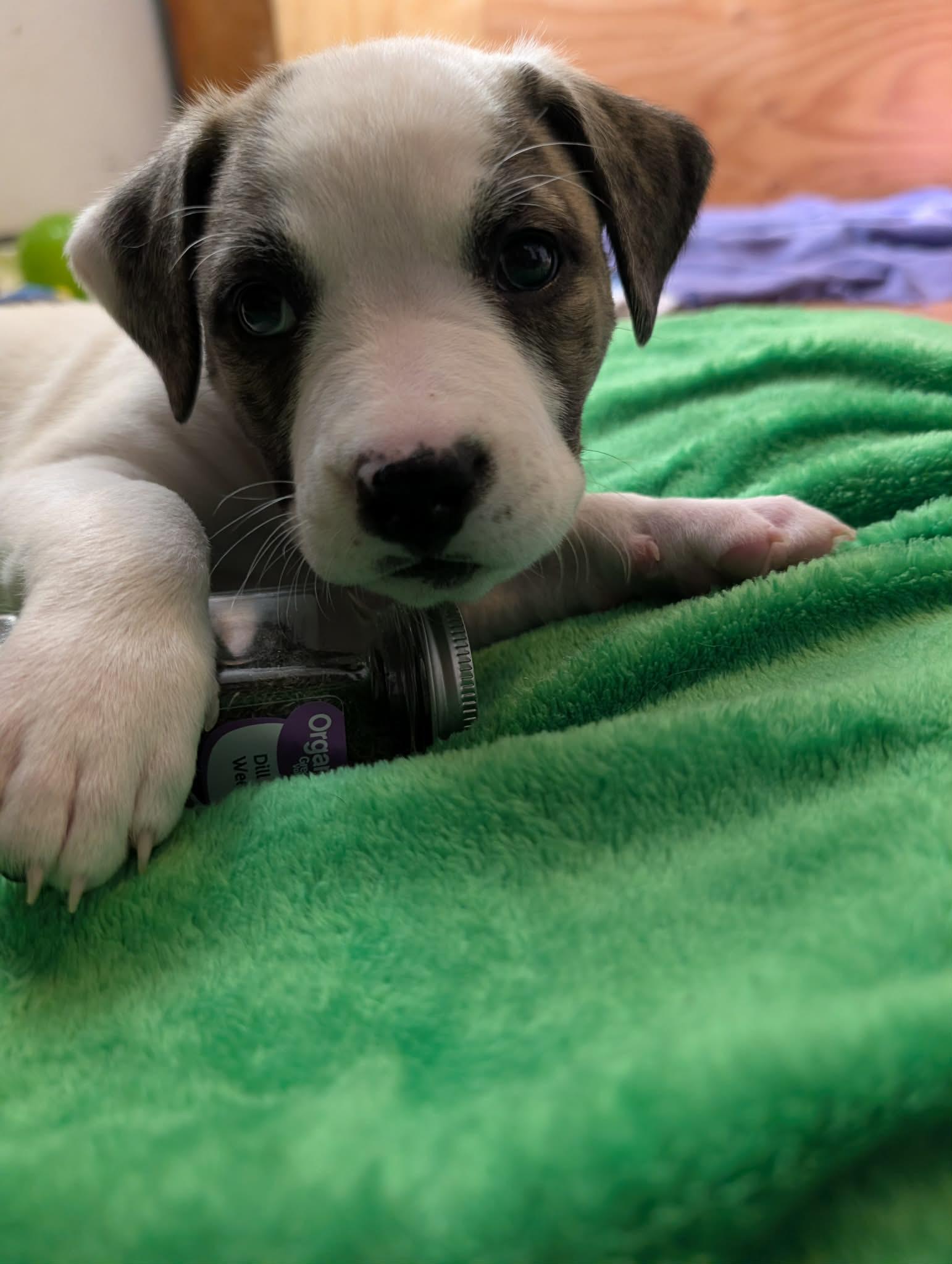 Enlarge Dill , a ADOPTABLE mixed breed in Kiowa, OK image 4/5