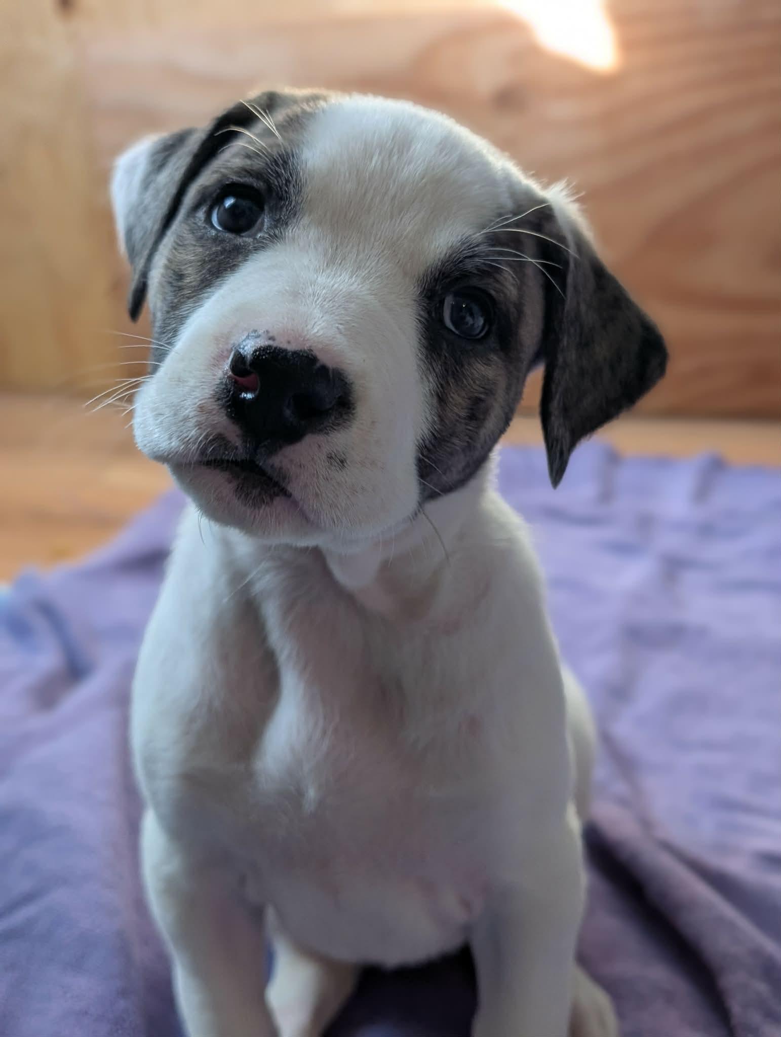 Dill , ADOPTABLE, Puppy Male Great Pyrenees.