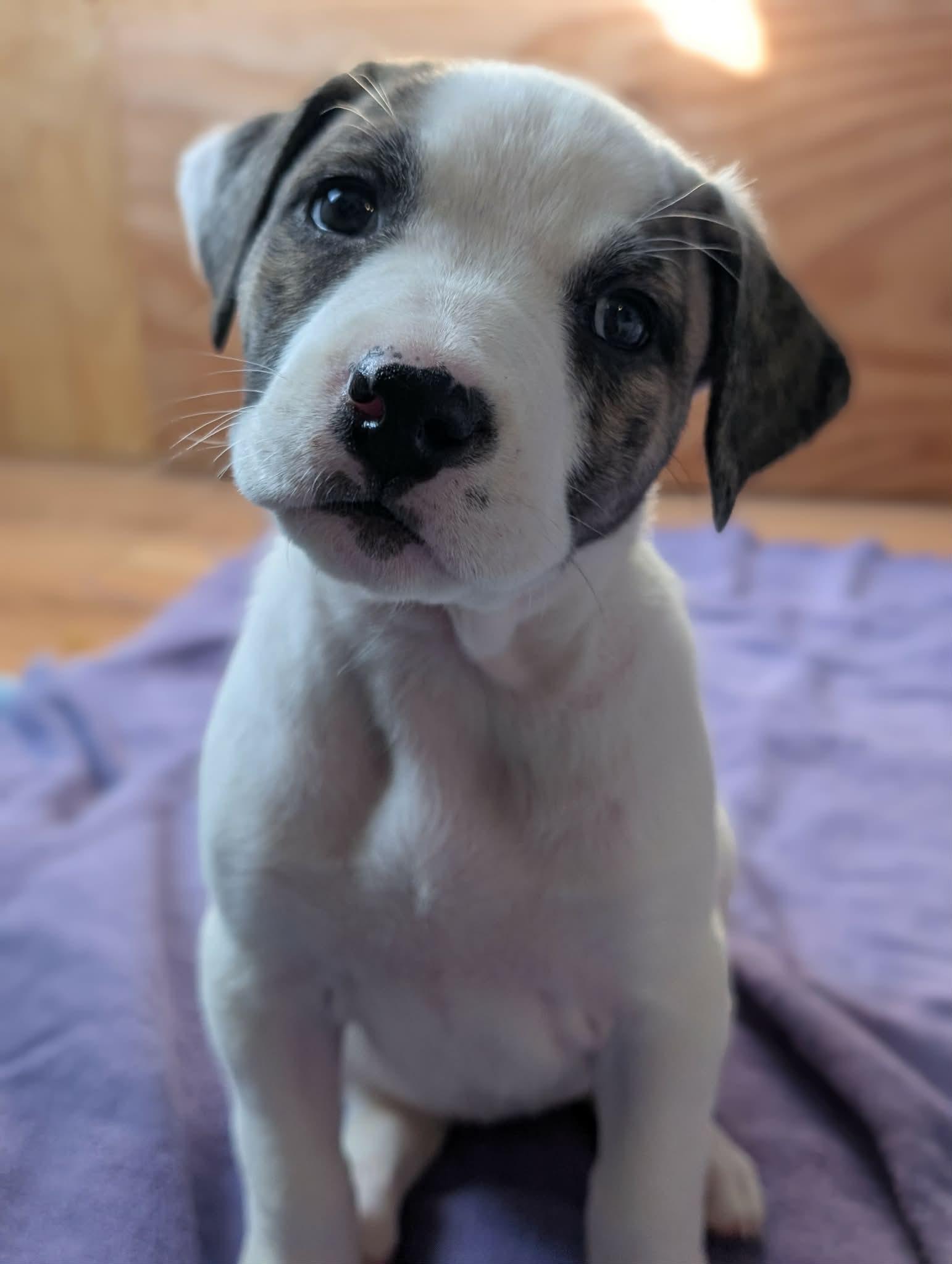 Enlarge Dill , a ADOPTABLE mixed breed in Kiowa, OK image 3/5