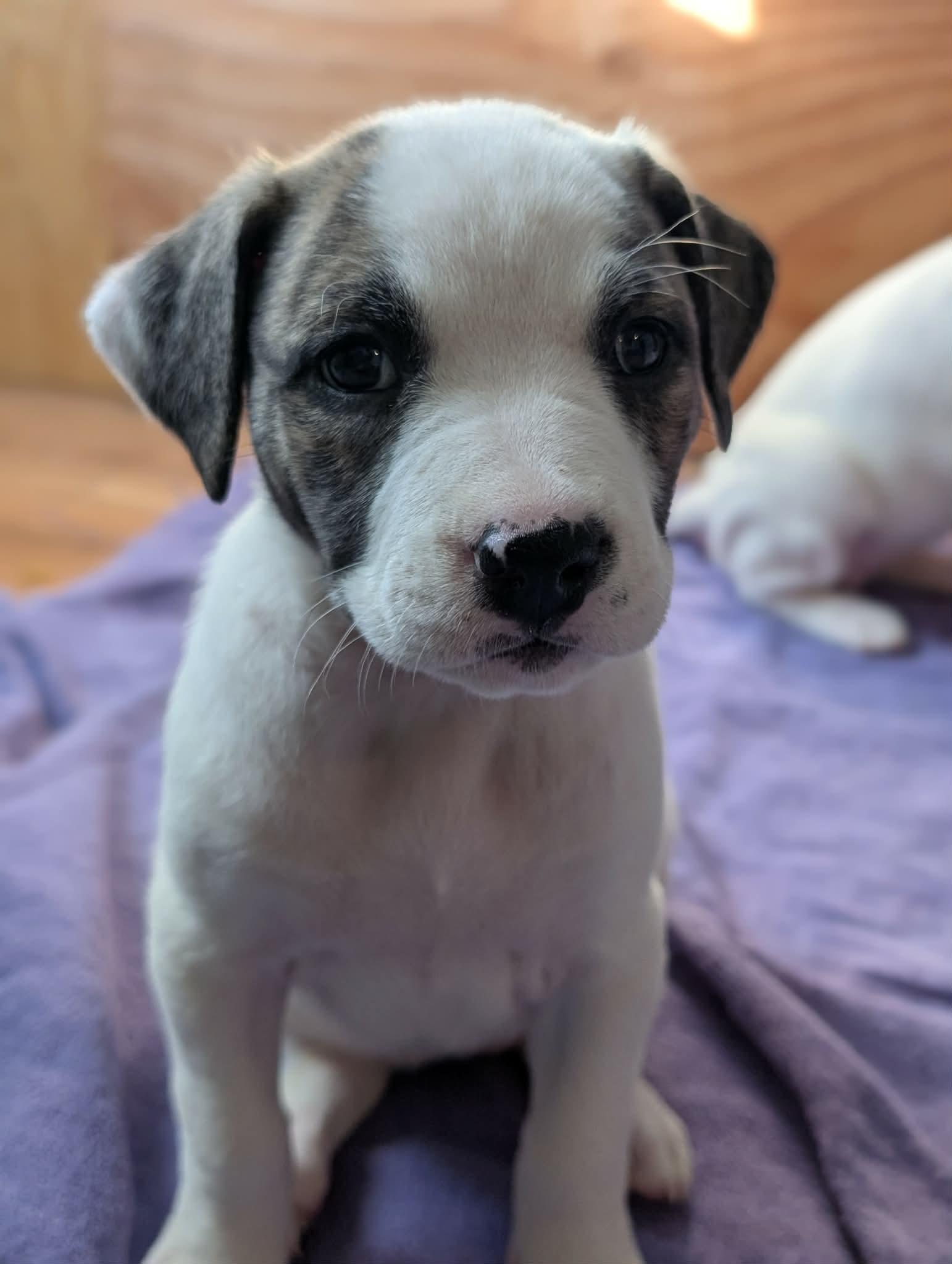 Enlarge Dill , a ADOPTABLE mixed breed in Kiowa, OK image 2/5