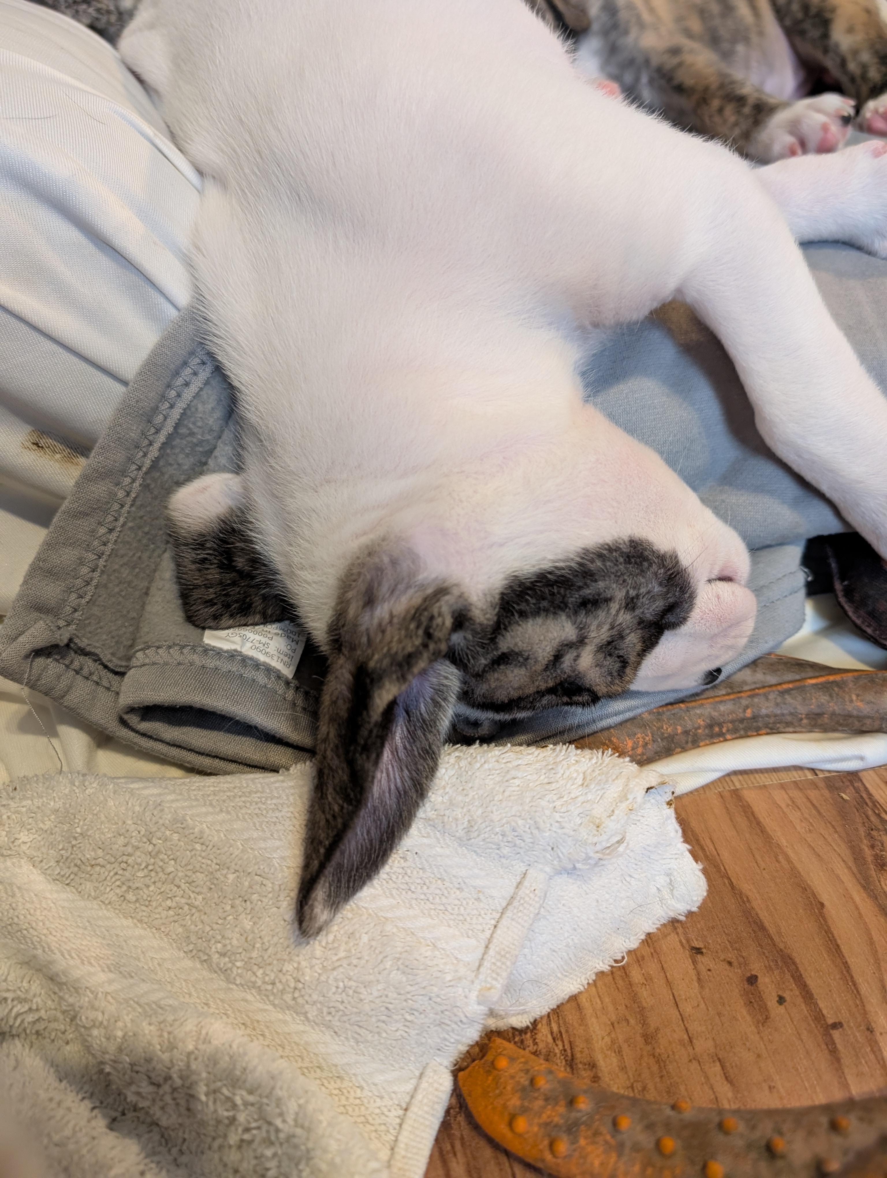 Enlarge Dill , a ADOPTABLE mixed breed in Kiowa, OK image 5/5