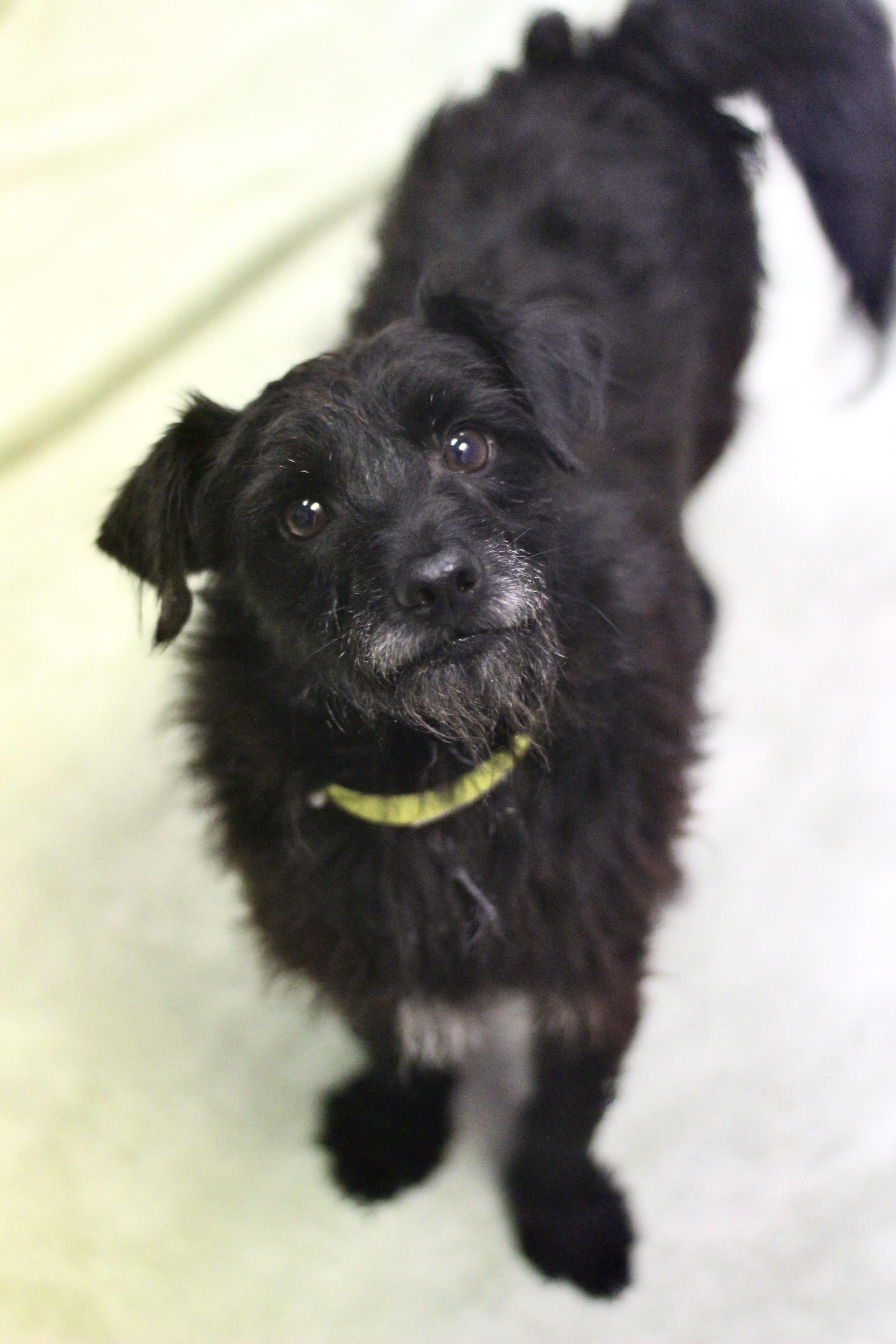 Hadley in NH! Come Meet our Adoptable Dogs Wednesday-Saturday. More info in Bio!