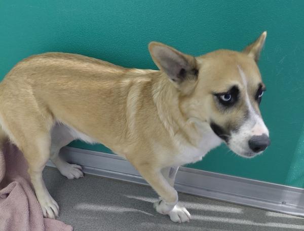 Laura, Adoptable, Young Female Shepherd & Corgi.