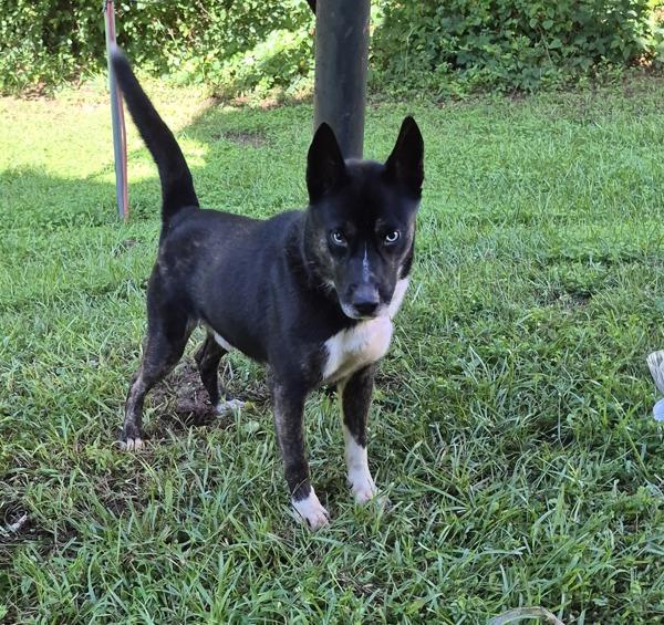 Pen 176 Gatsby, Adoptable, Adult Male Siberian Husky & Corgi.