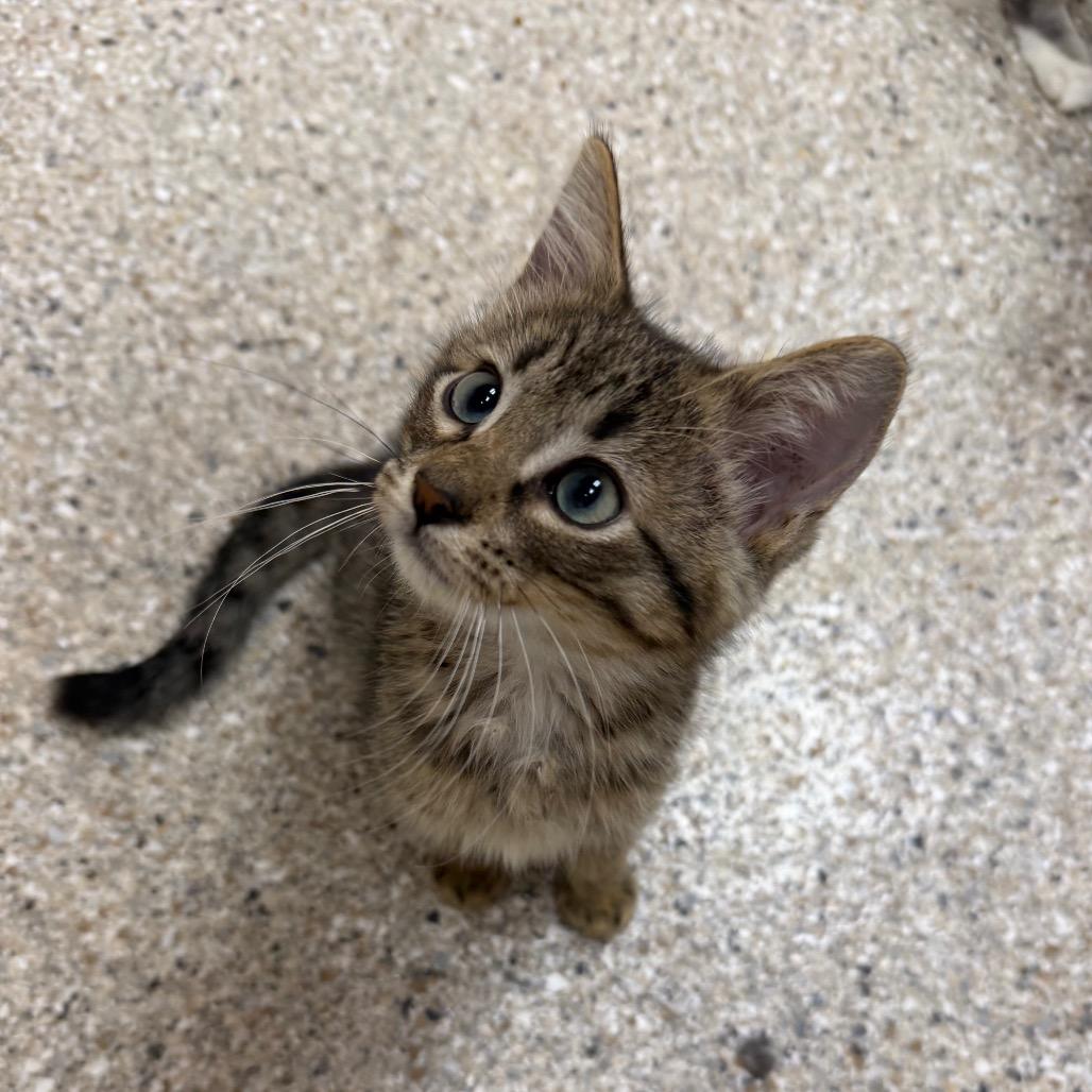 Houdini, Adoptable, Kitten Male Domestic Short Hair.