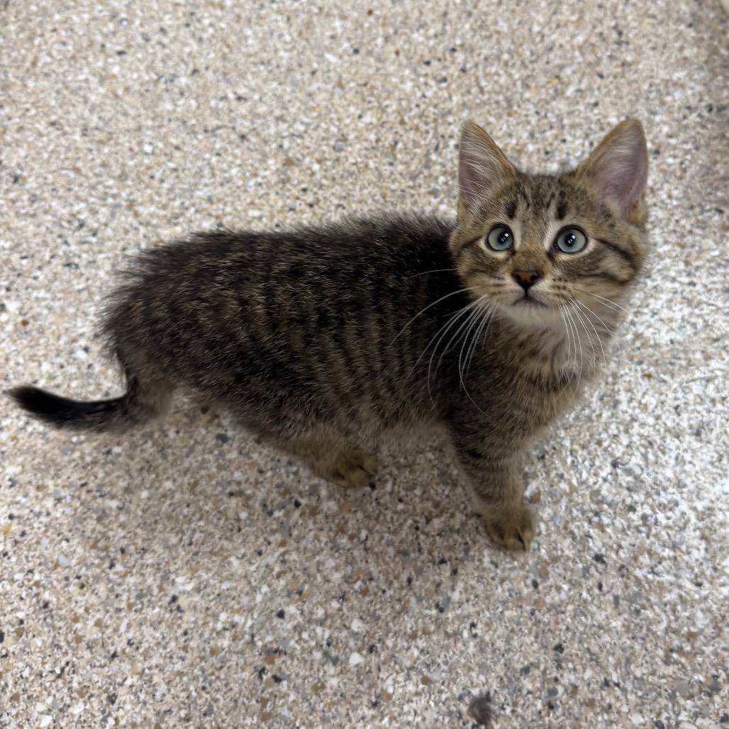 Enlarge Houdini, a Adoptable Domestic Short Hair in Detroit Lakes, MN image 2/4