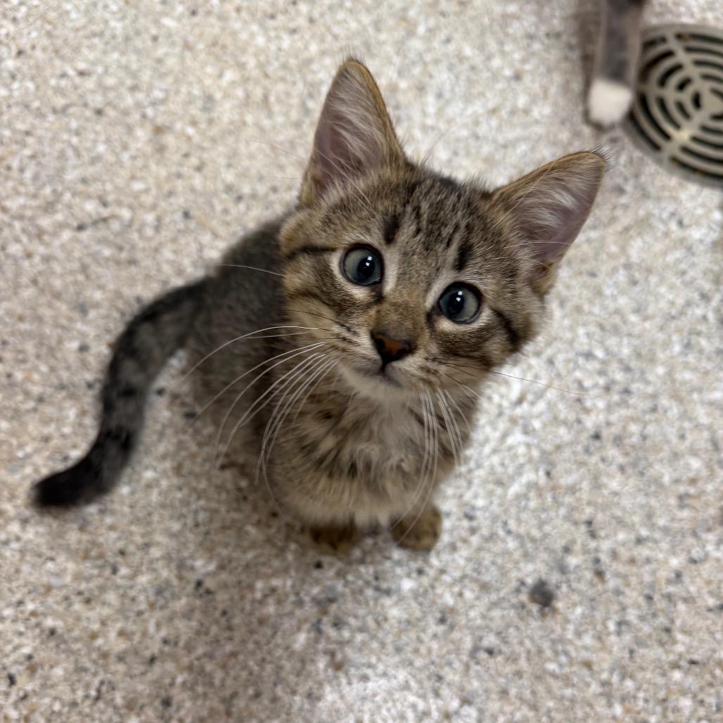 Enlarge Houdini, a Adoptable Domestic Short Hair in Detroit Lakes, MN image 3/4