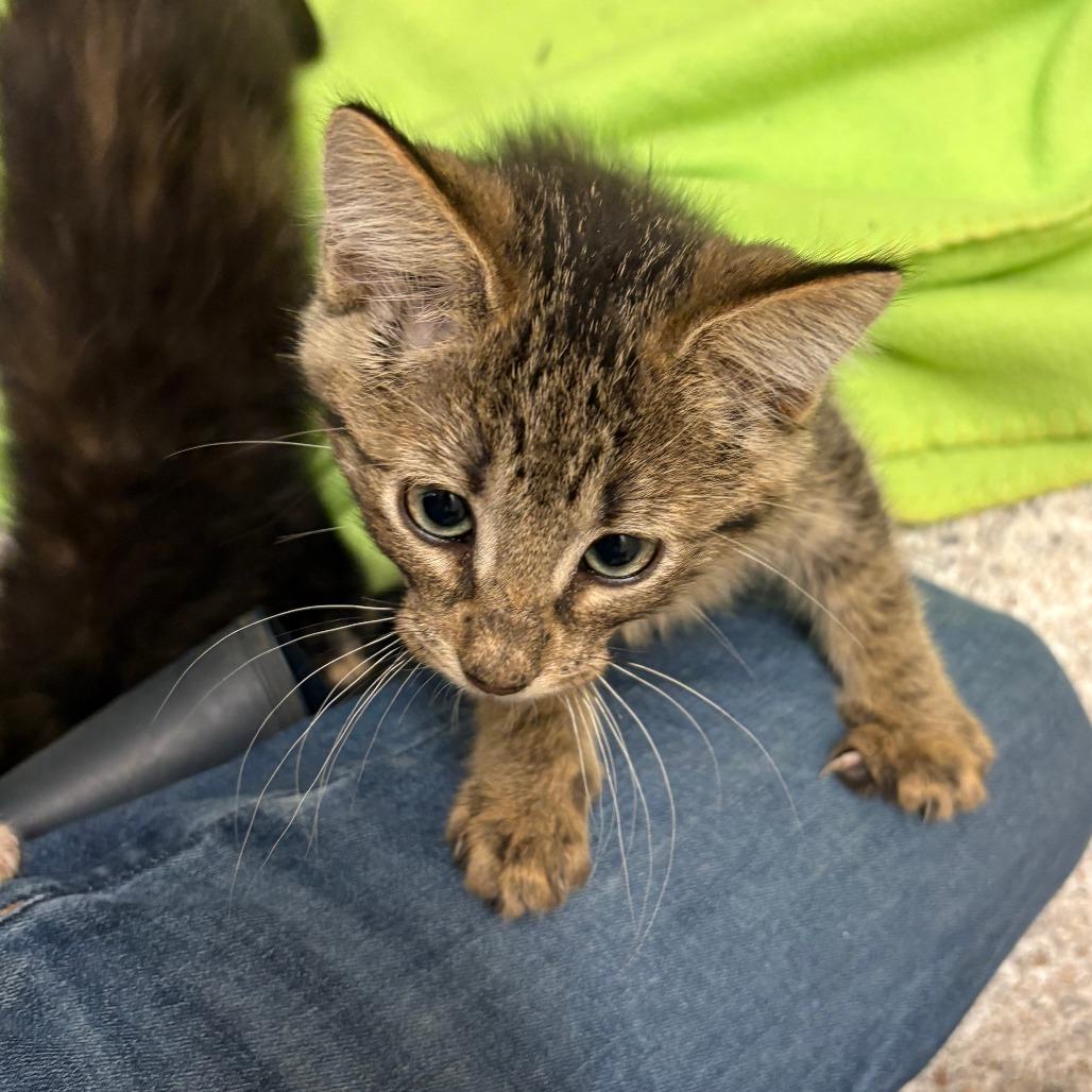 Enlarge Houdini, a Adoptable Domestic Short Hair in Detroit Lakes, MN image 4/4