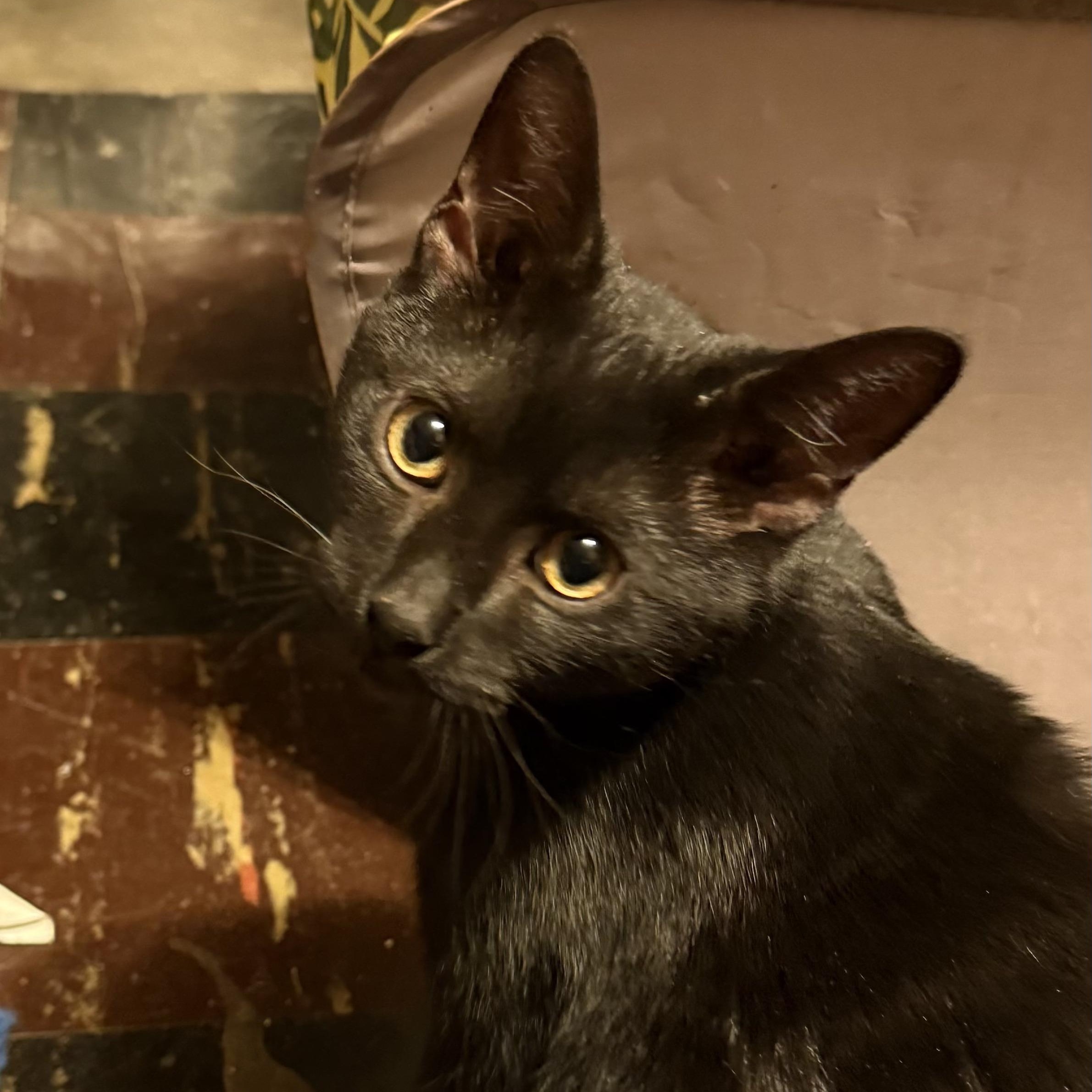 Clarke, ADOPTABLE, Kitten Male Domestic Short Hair.