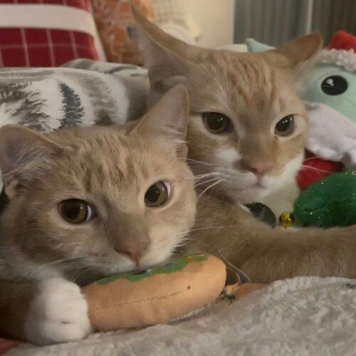 Enlarge OBIE, a Adoptable mixed breed in San Juan Capistrano, CA image 3/4