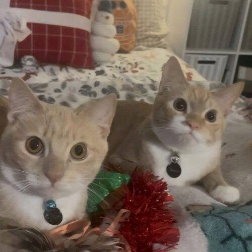 Enlarge OBIE, a Adoptable mixed breed in San Juan Capistrano, CA image 4/4