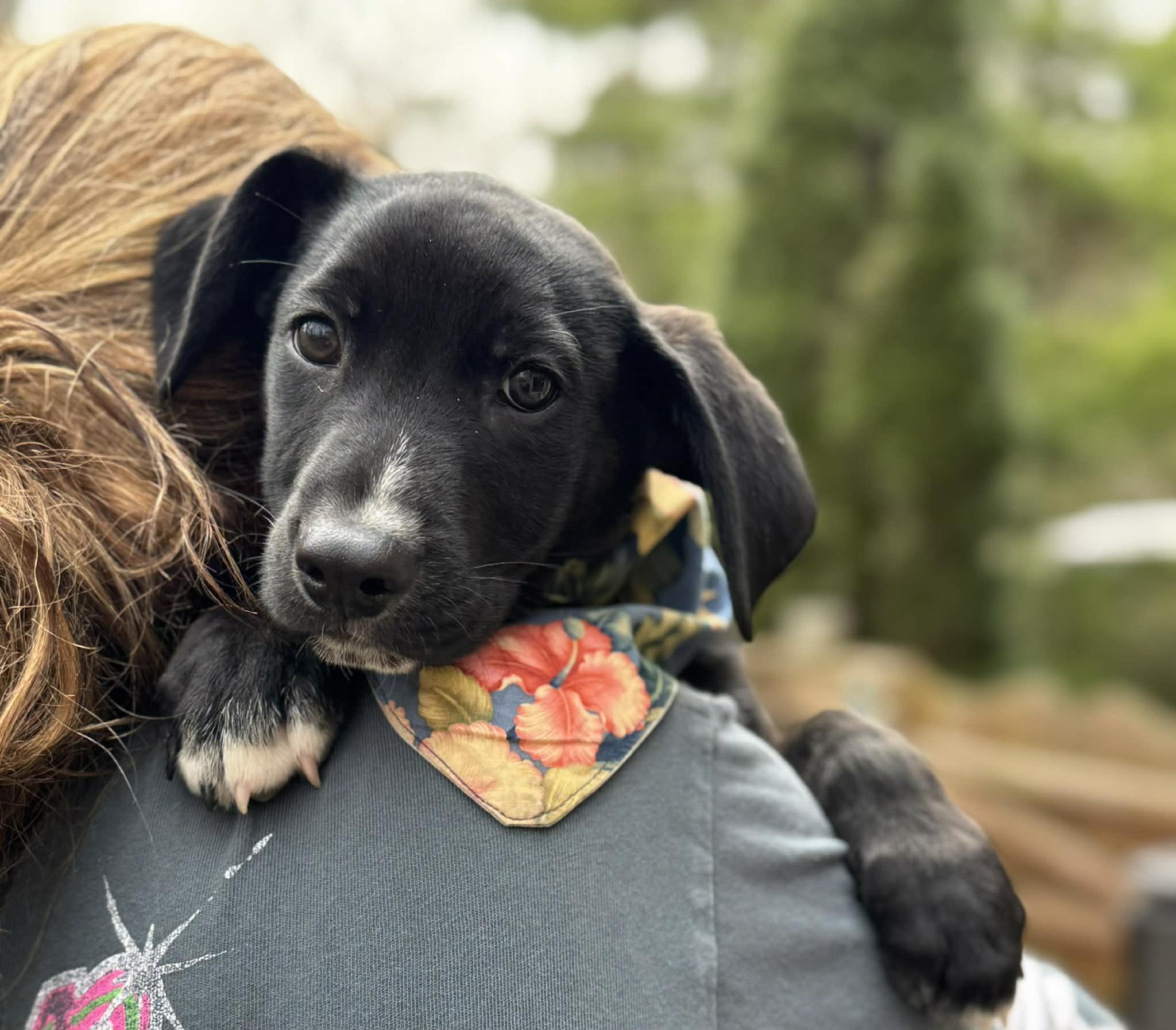 Enlarge Oliver, an adopted mixed breed in Marlton, NJ image 3/4