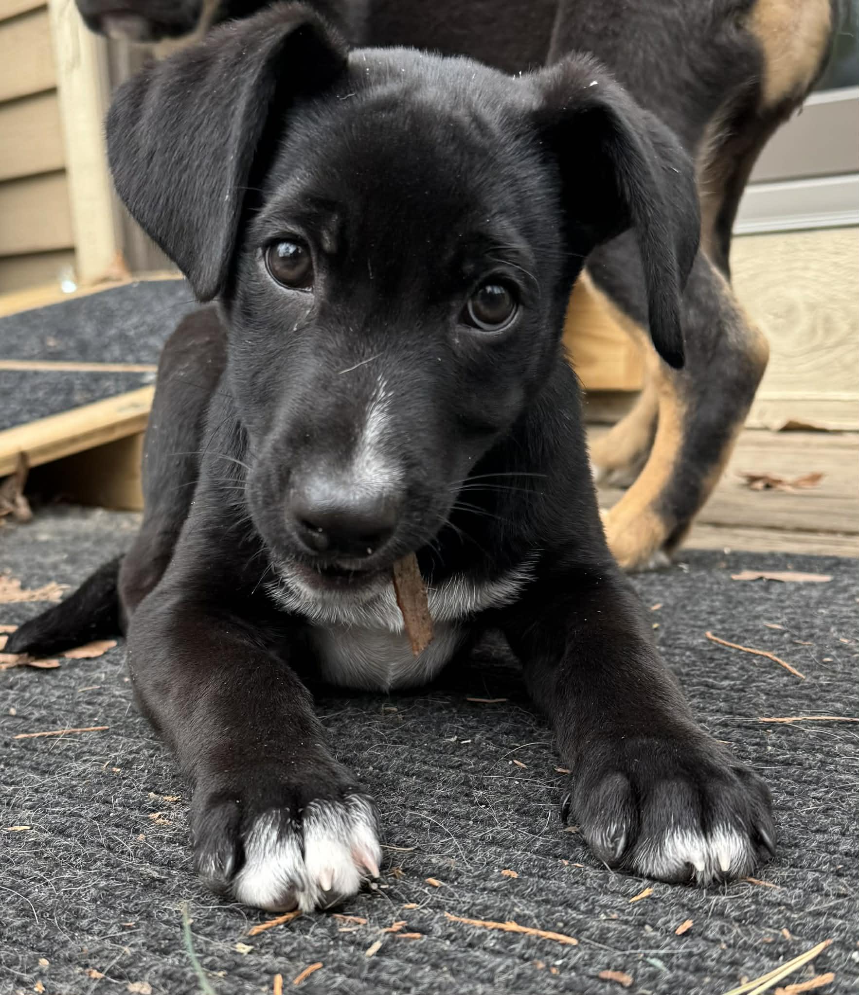 Enlarge Oliver, an adopted mixed breed in Marlton, NJ image 2/4