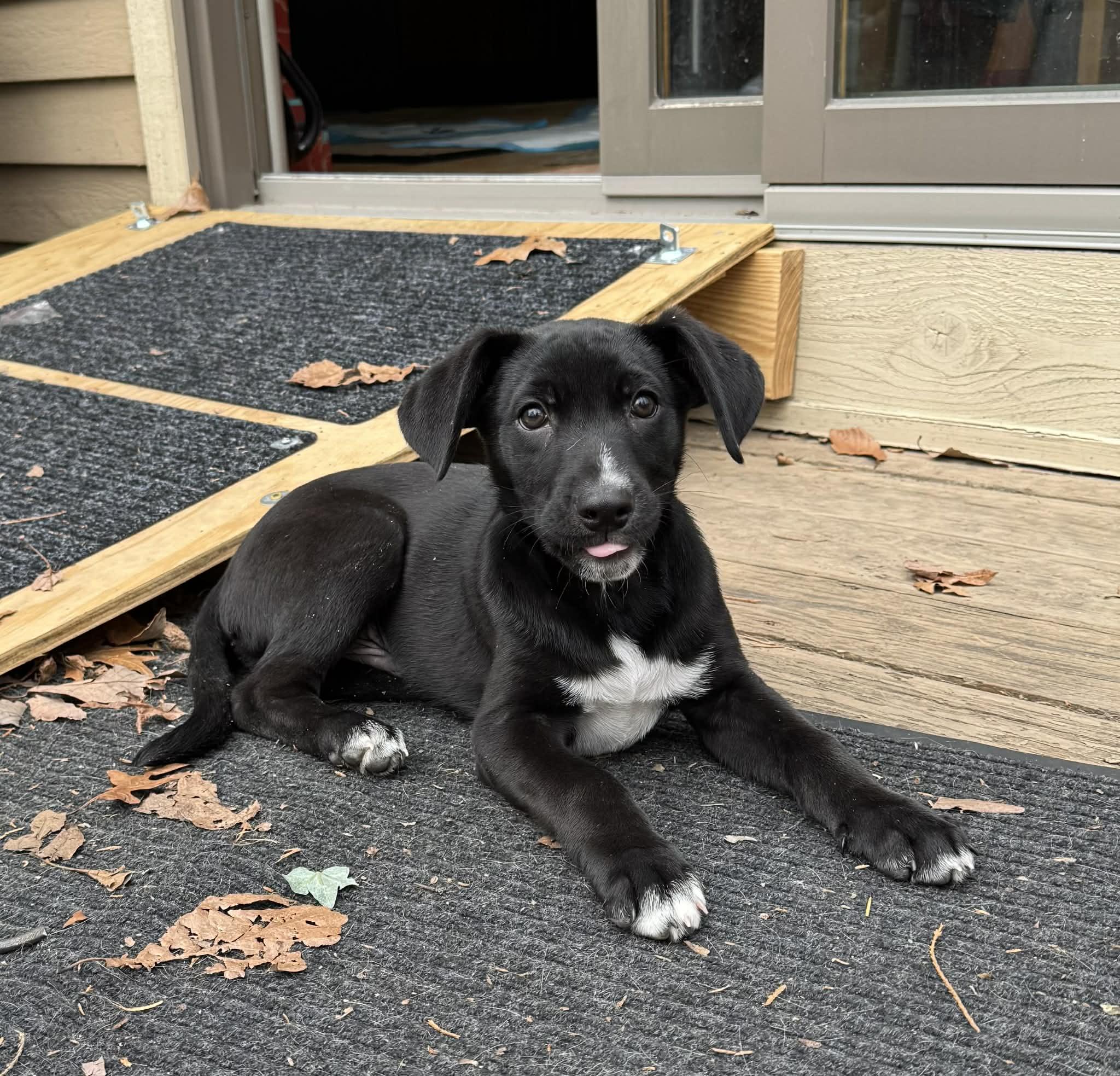 Enlarge Oliver, an adopted mixed breed in Marlton, NJ image 4/4