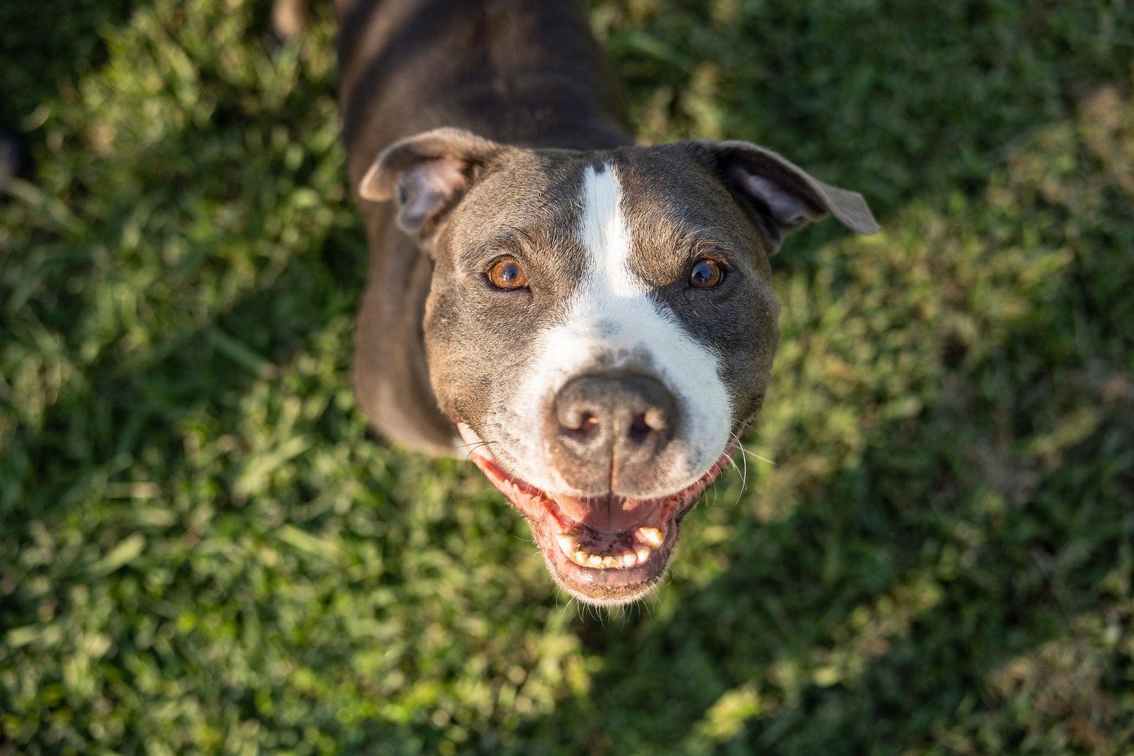 Enlarge Cheech, a Adoptable American Staffordshire Terrier in Calhoun, GA image 1/3