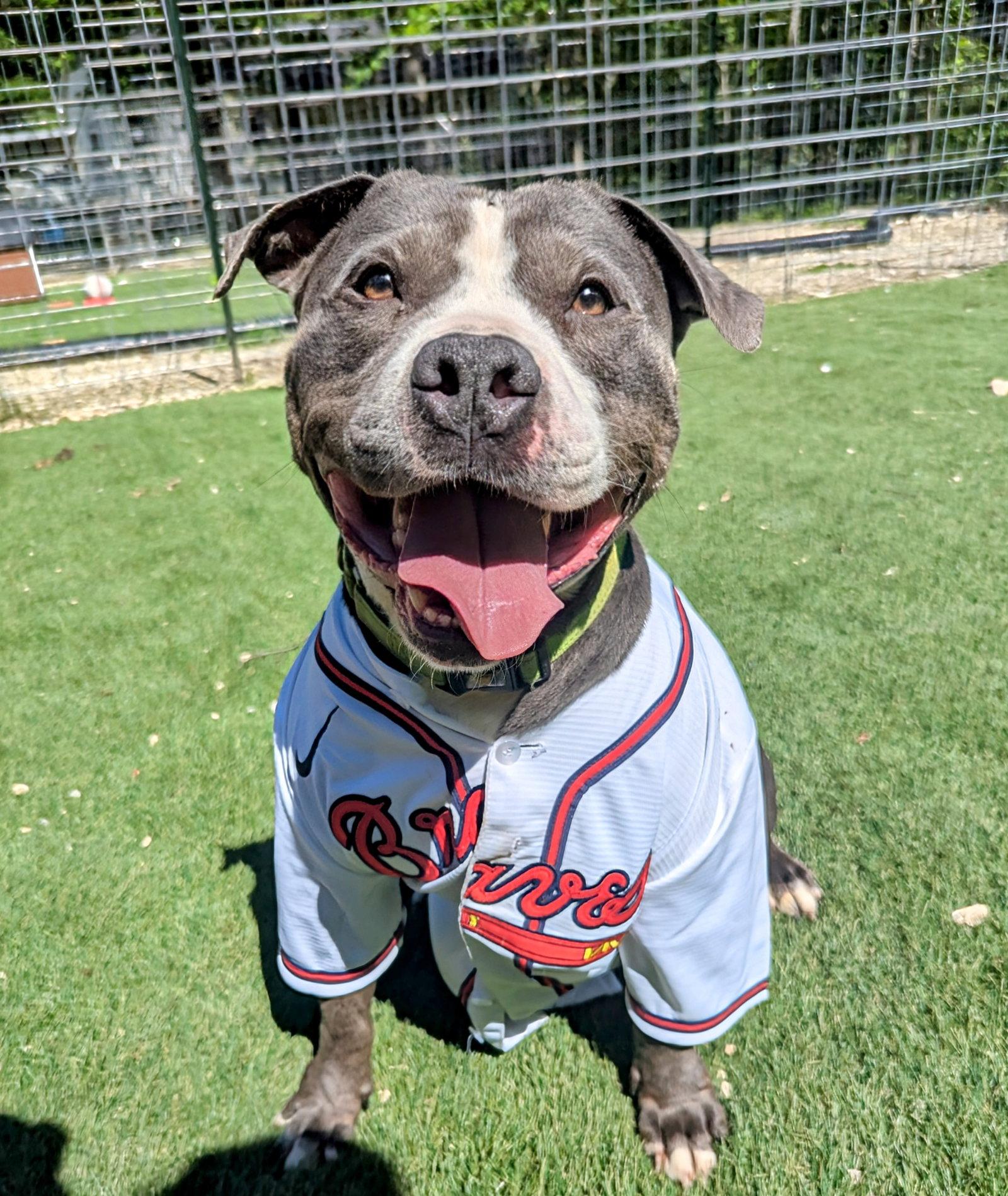 Enlarge Cheech, a Adoptable American Staffordshire Terrier in Calhoun, GA image 2/3