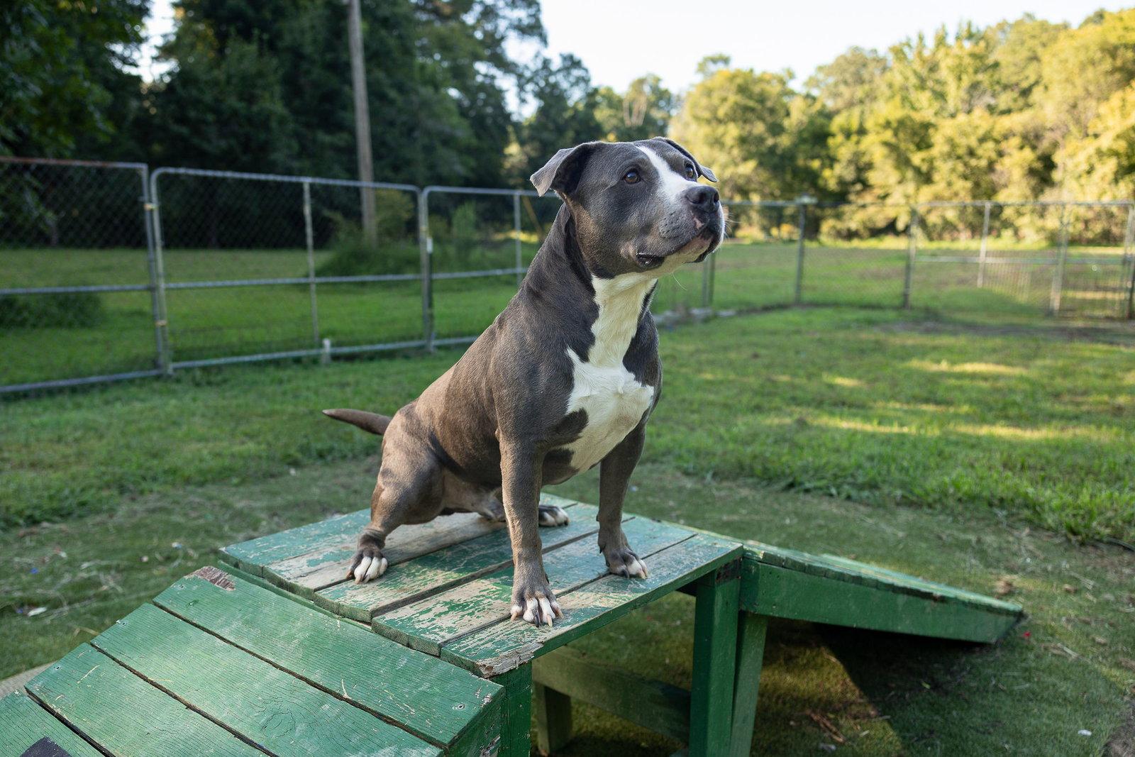Enlarge Cheech, a Adoptable American Staffordshire Terrier in Calhoun, GA image 3/3