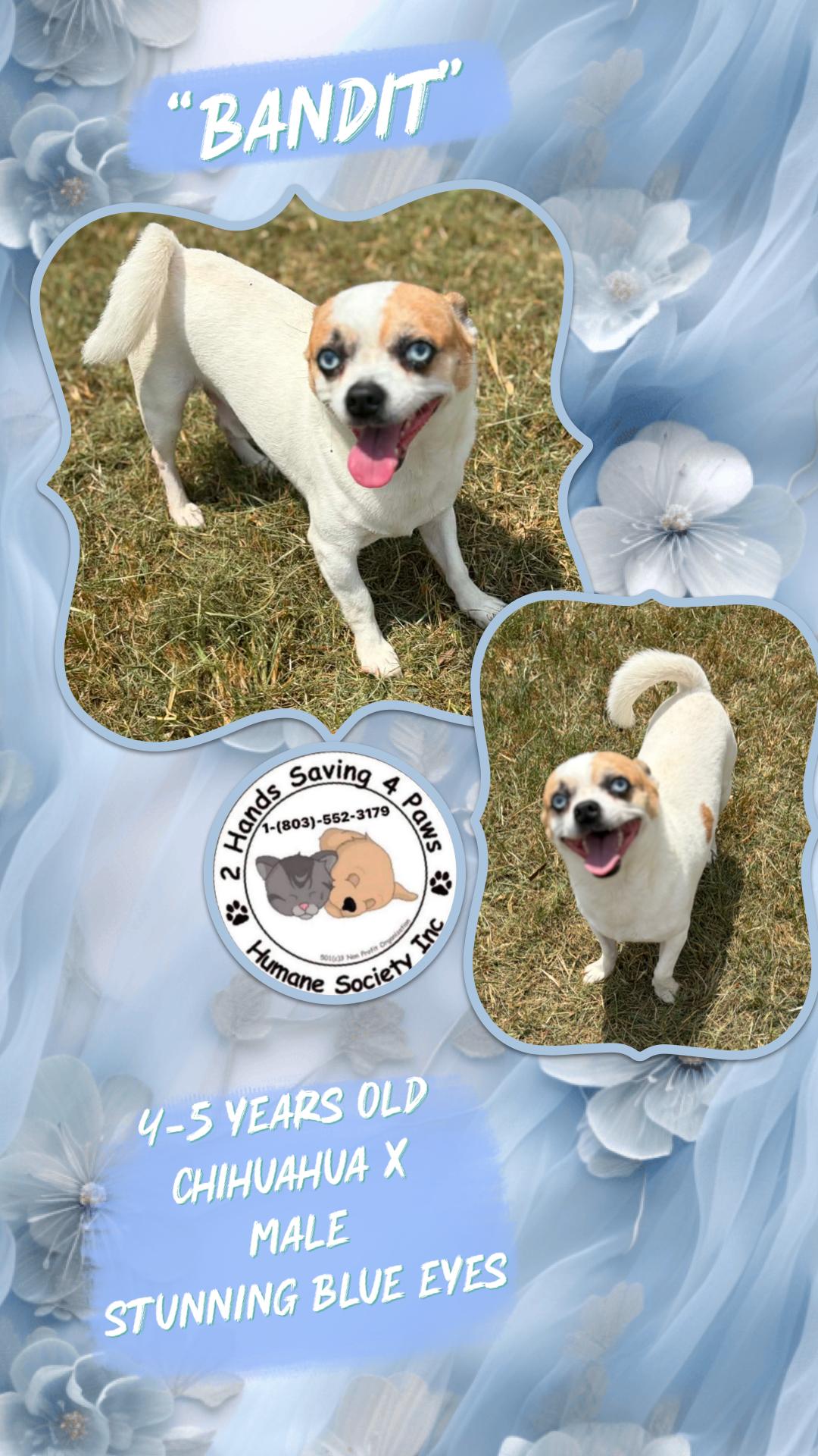 Enlarge Bandit, a ADOPTABLE Chihuahua in Totowa, NJ image 1/1