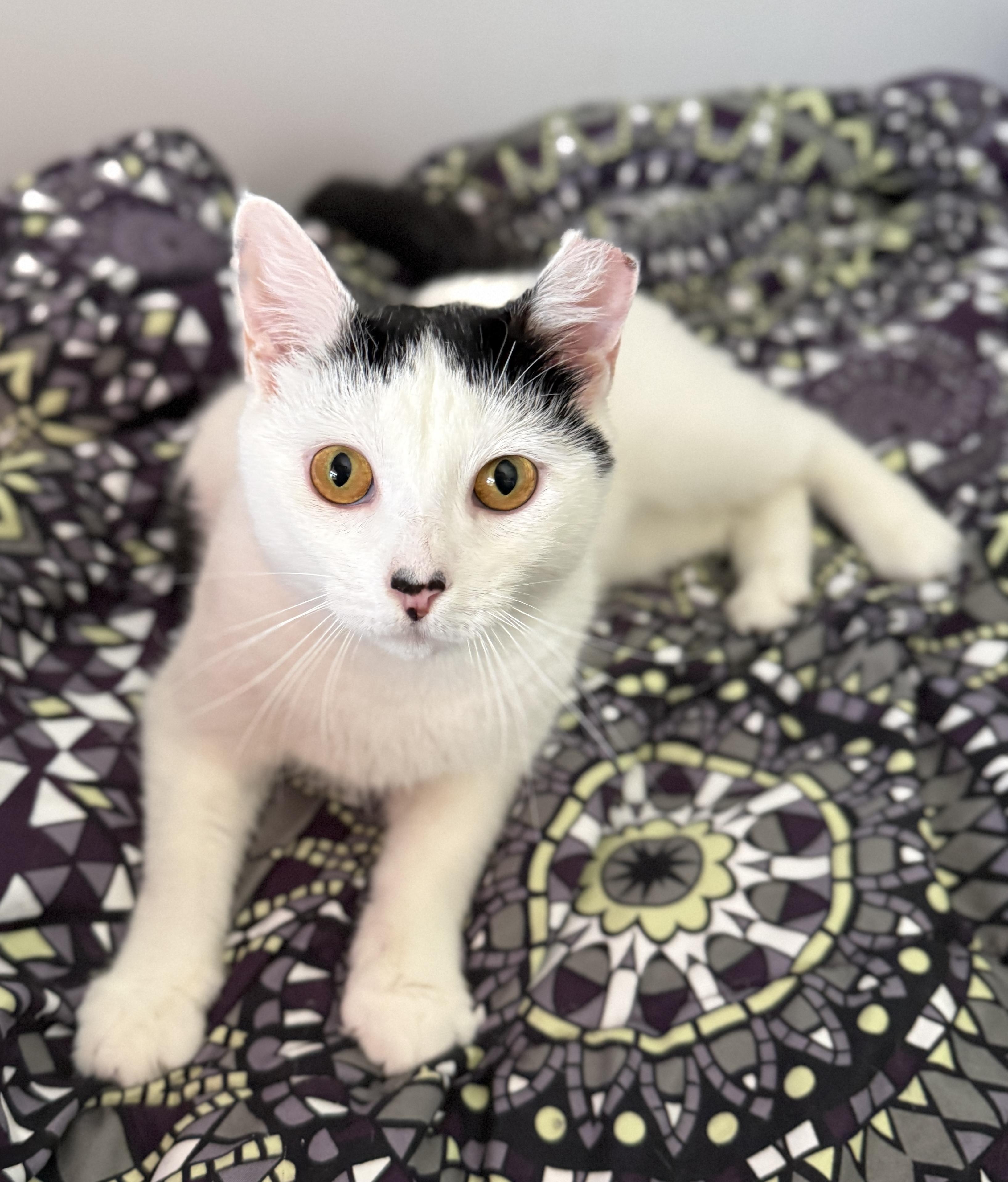 Enlarge Buttermilk Betsy, a Adoptable Domestic Short Hair in Alexandria, VA image 6/6