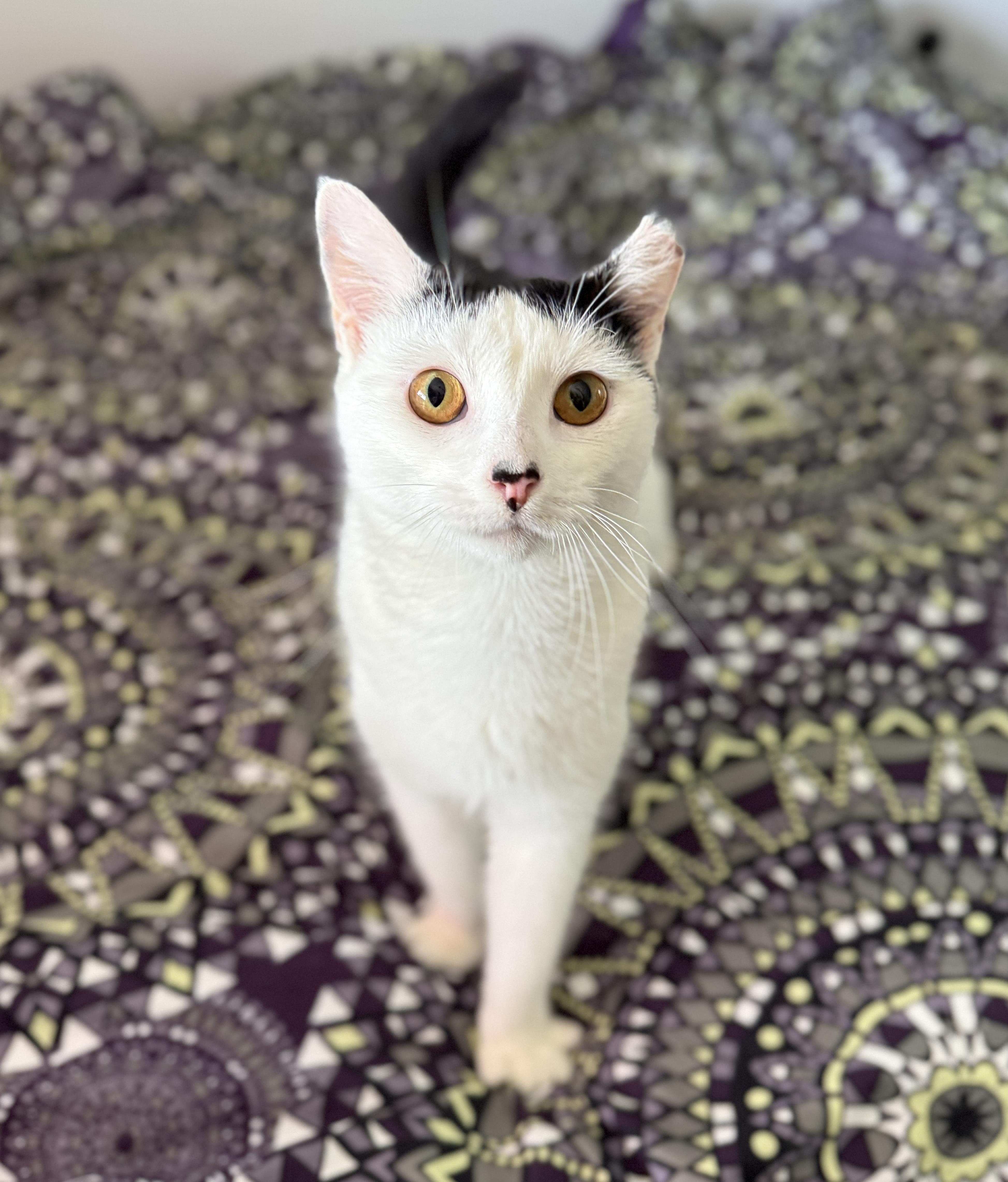 Enlarge Buttermilk Betsy, a Adoptable Domestic Short Hair in Alexandria, VA image 3/6