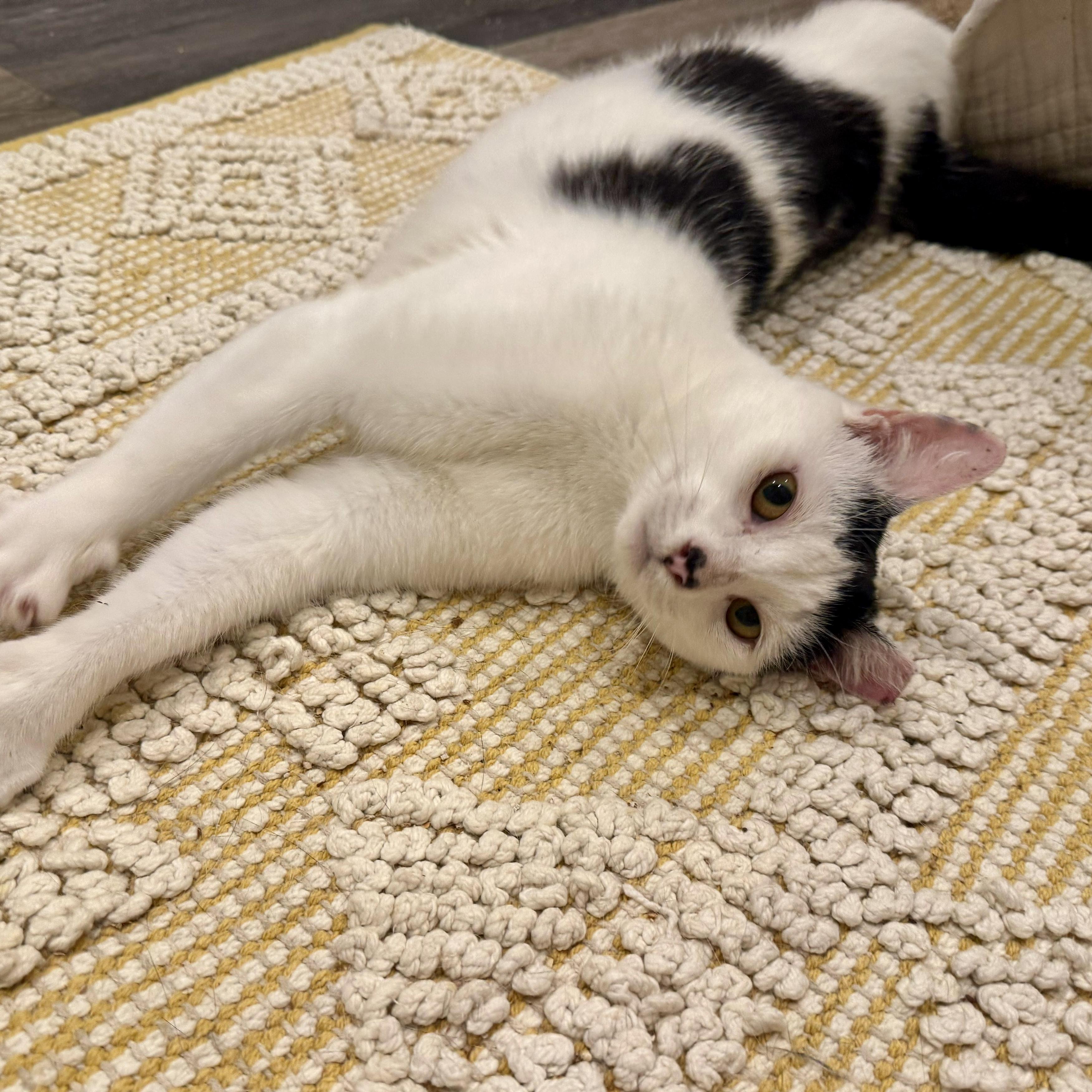 Enlarge Buttermilk Betsy, a Adoptable Domestic Short Hair in Alexandria, VA image 4/6