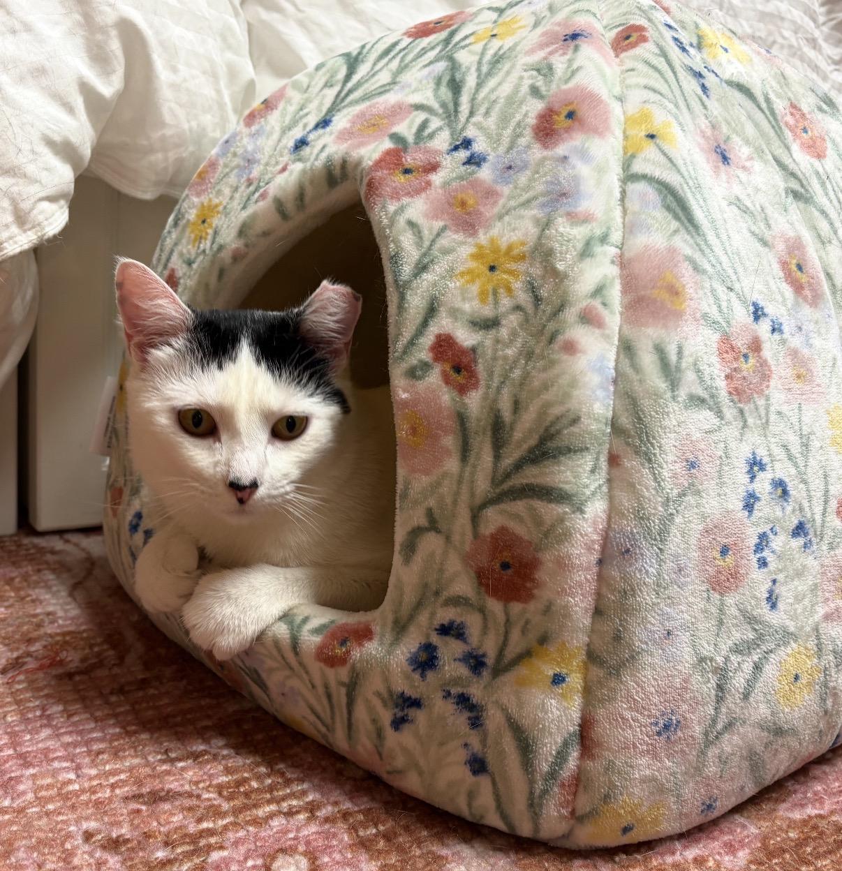 Buttermilk Betsy, Adoptable, Young Female Domestic Short Hair.